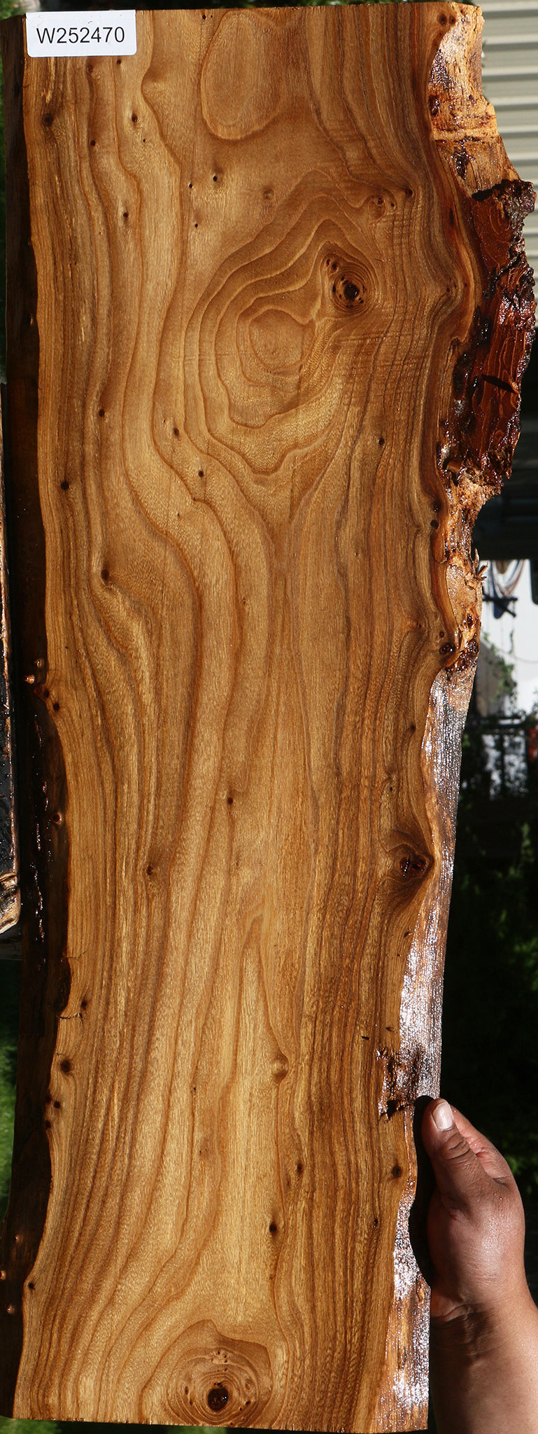 Figured Siberian Elm Live Edge Lumber