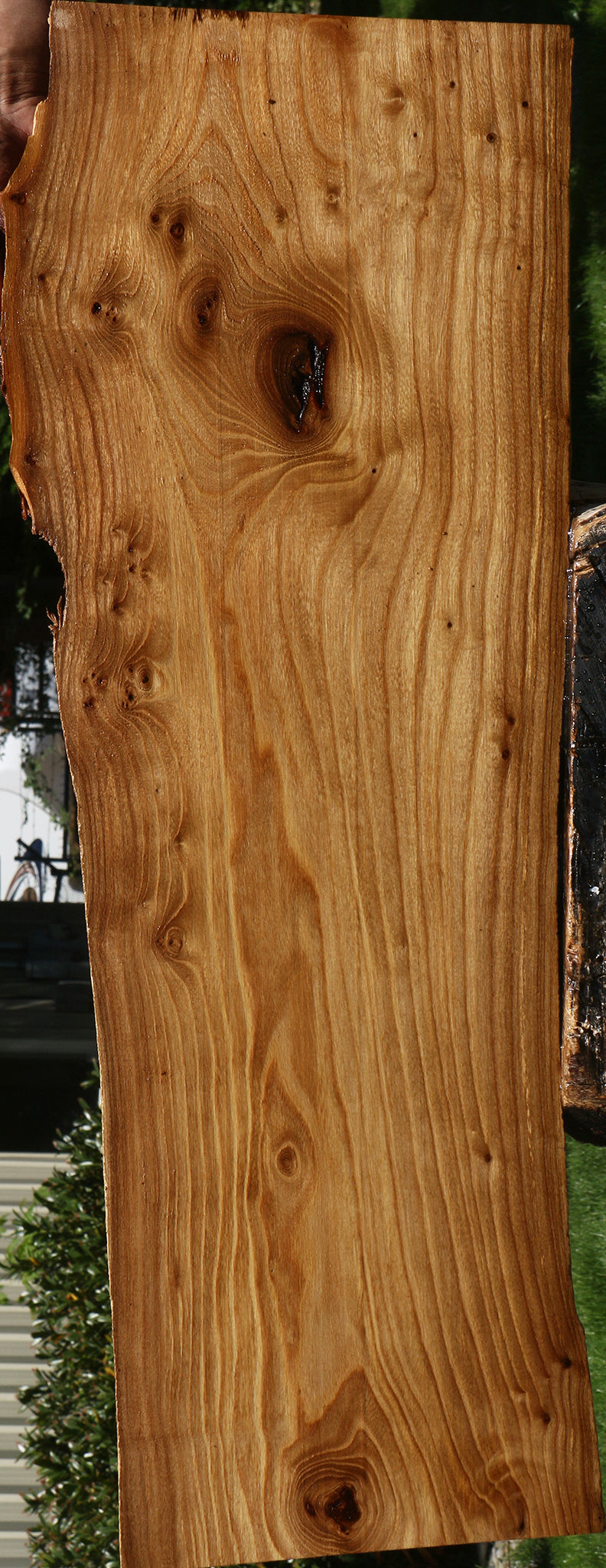 Figured Siberian Elm Live Edge Lumber