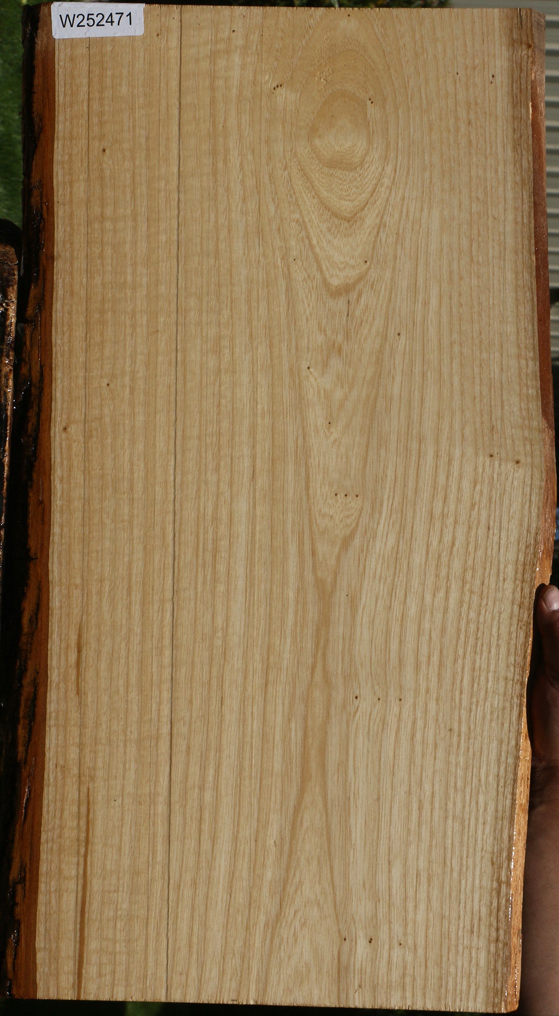 Catalpa Live Edge Lumber