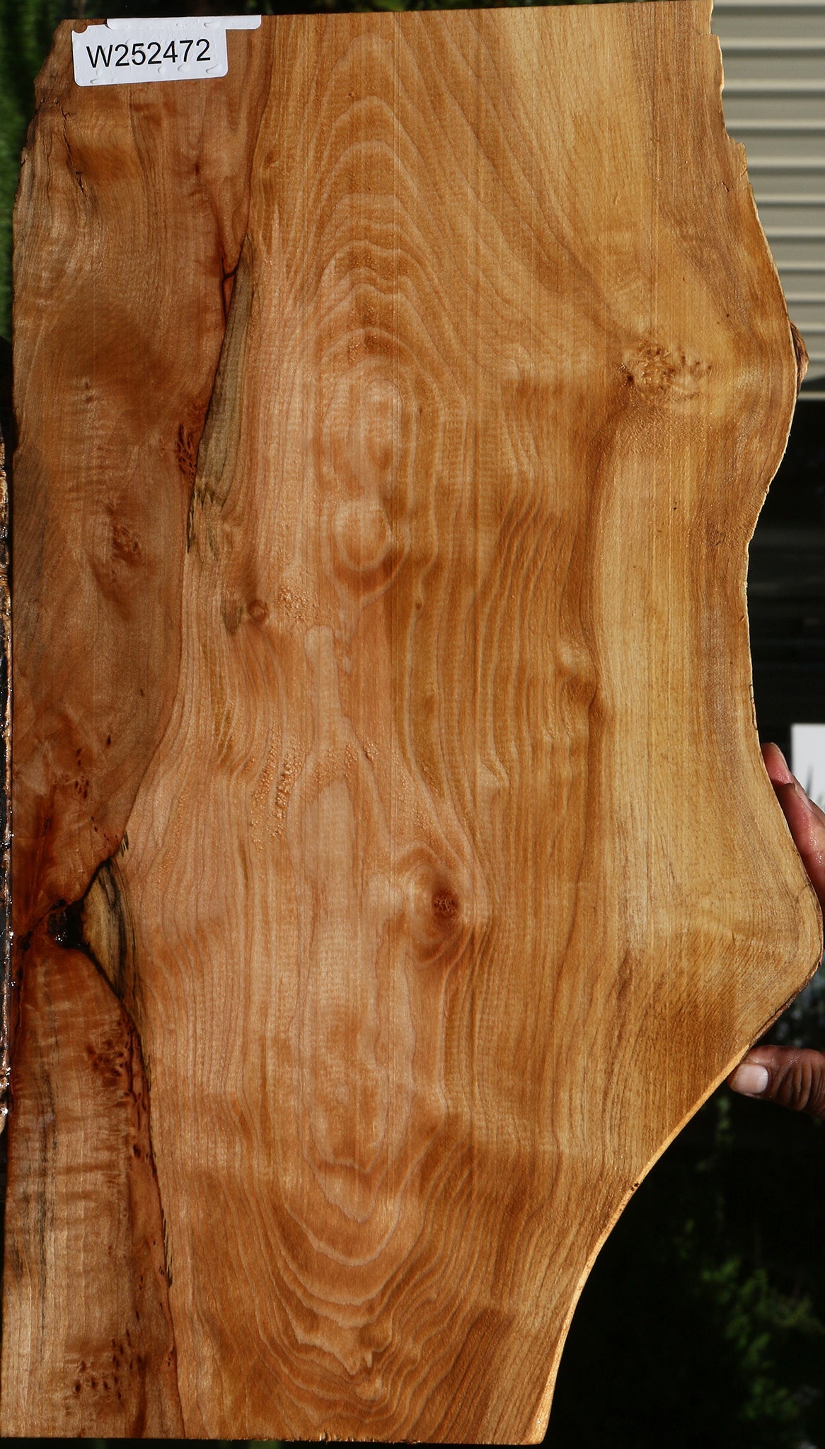 Extra Fancy Maple Live Edge Lumber