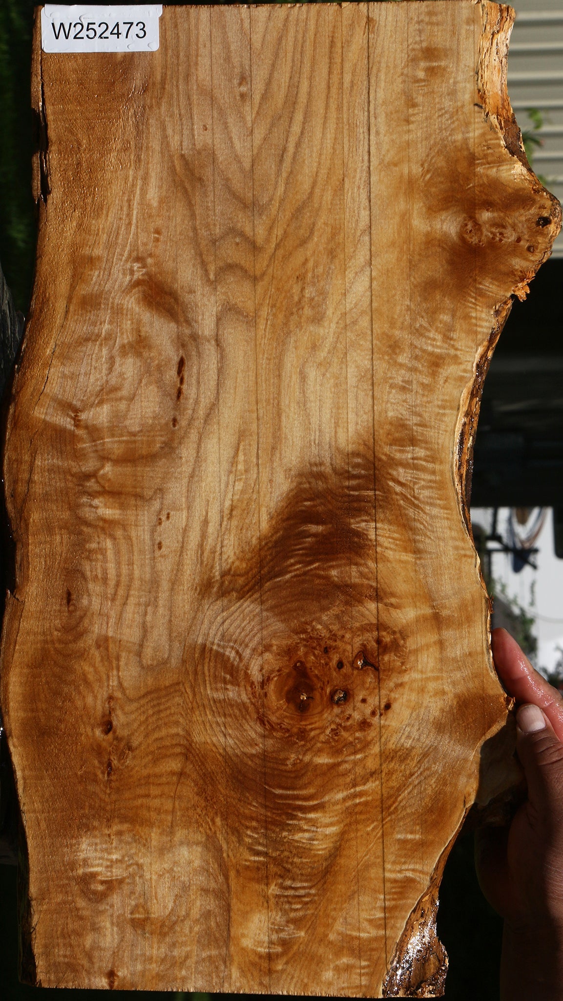 Extra Fancy Maple Live Edge Lumber