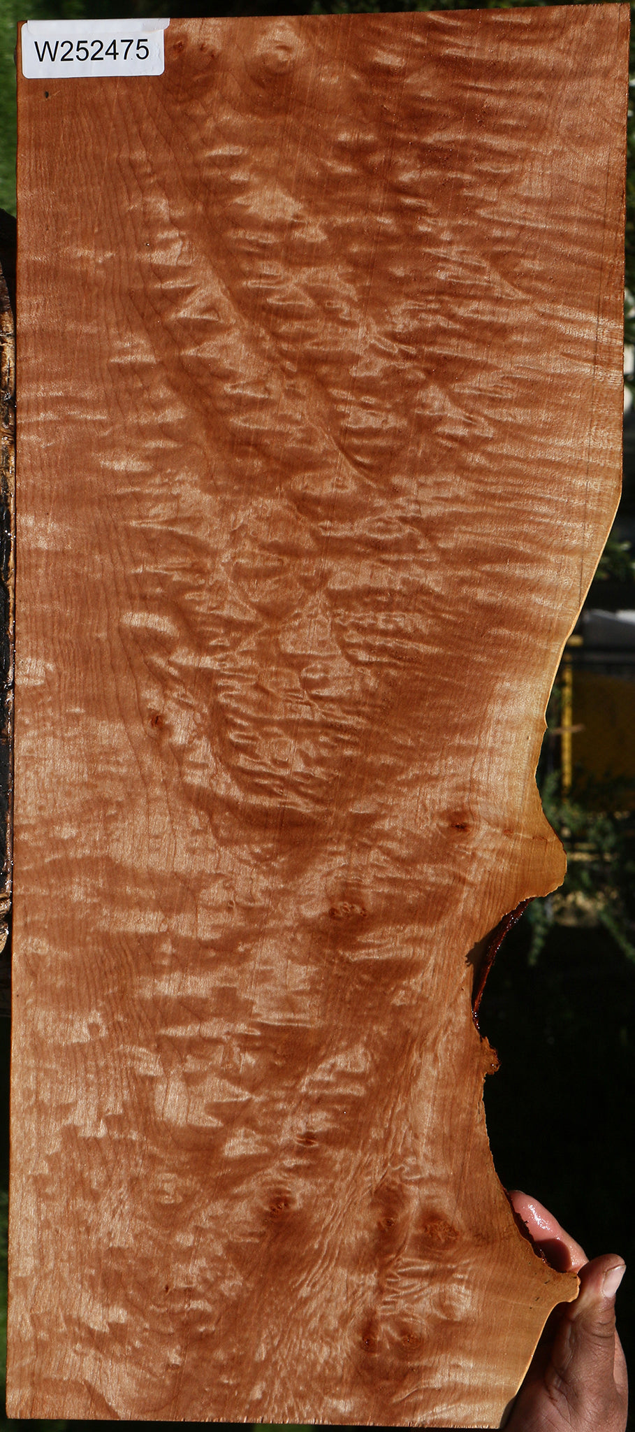 Extra Fancy Maple Live Edge Lumber