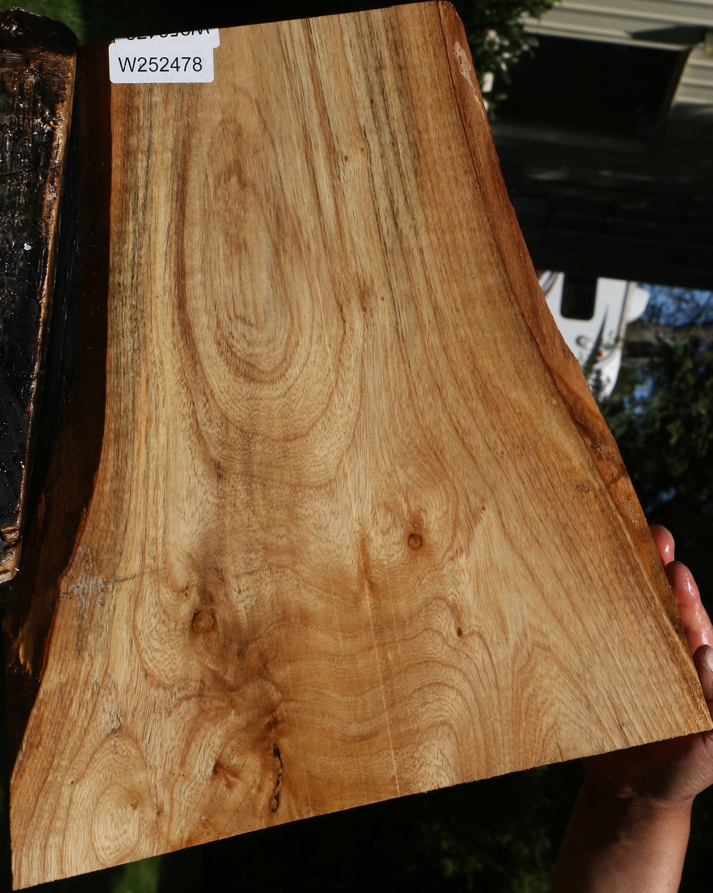 Extra Fancy Catalpa Live Edge Lumber