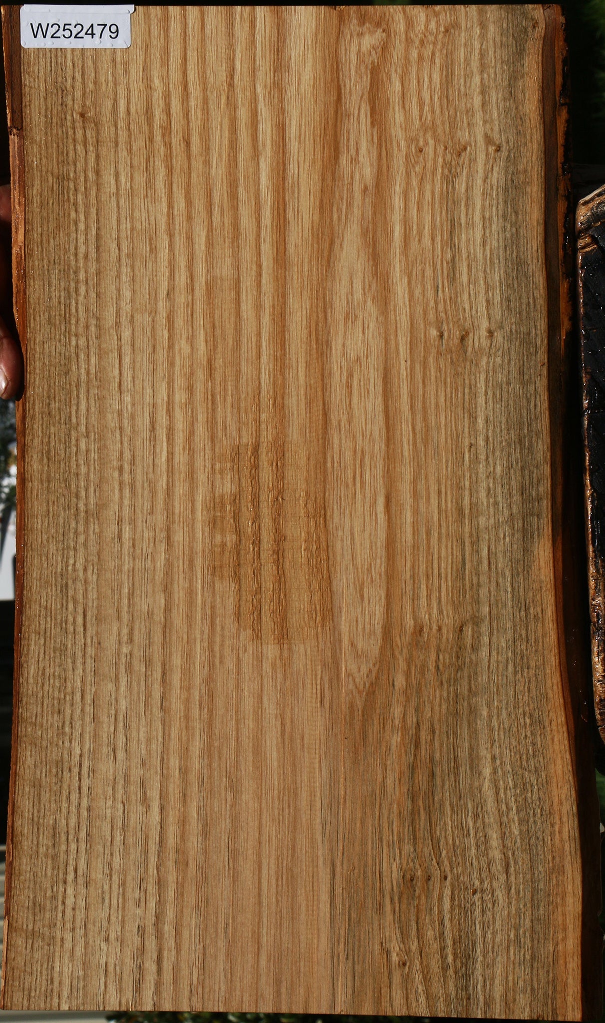 Catalpa Live Edge Lumber
