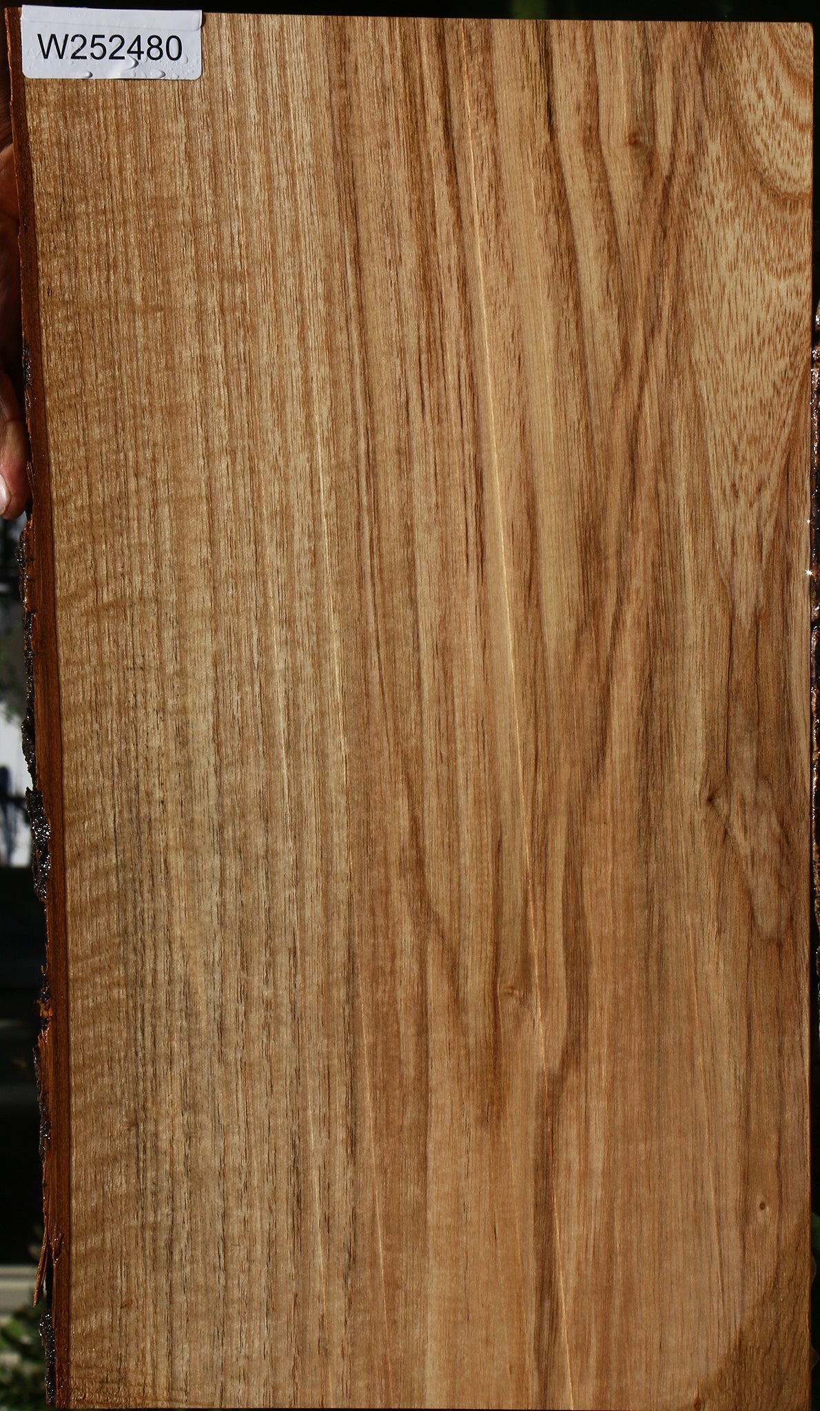 Figured Catalpa Live Edge Lumber
