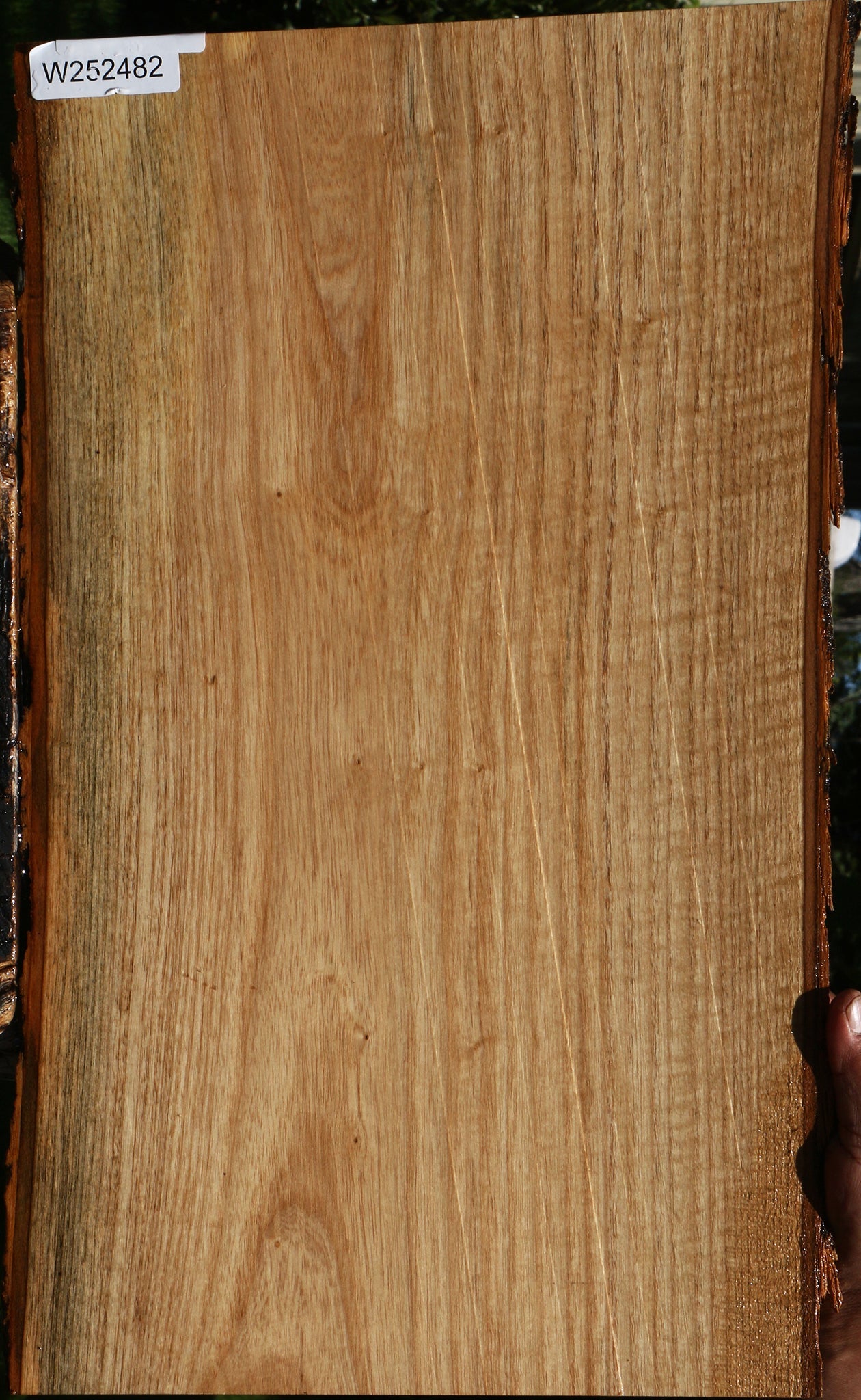 Catalpa Live Edge Lumber