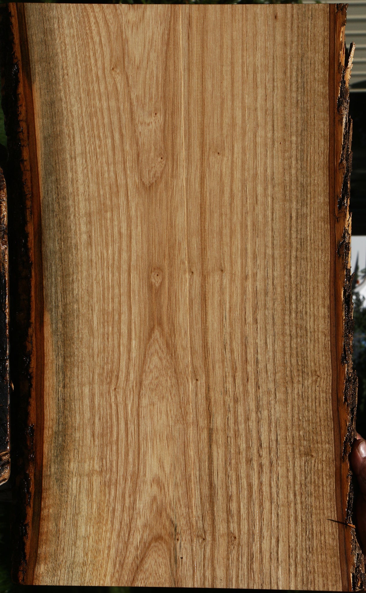 Catalpa Live Edge Lumber