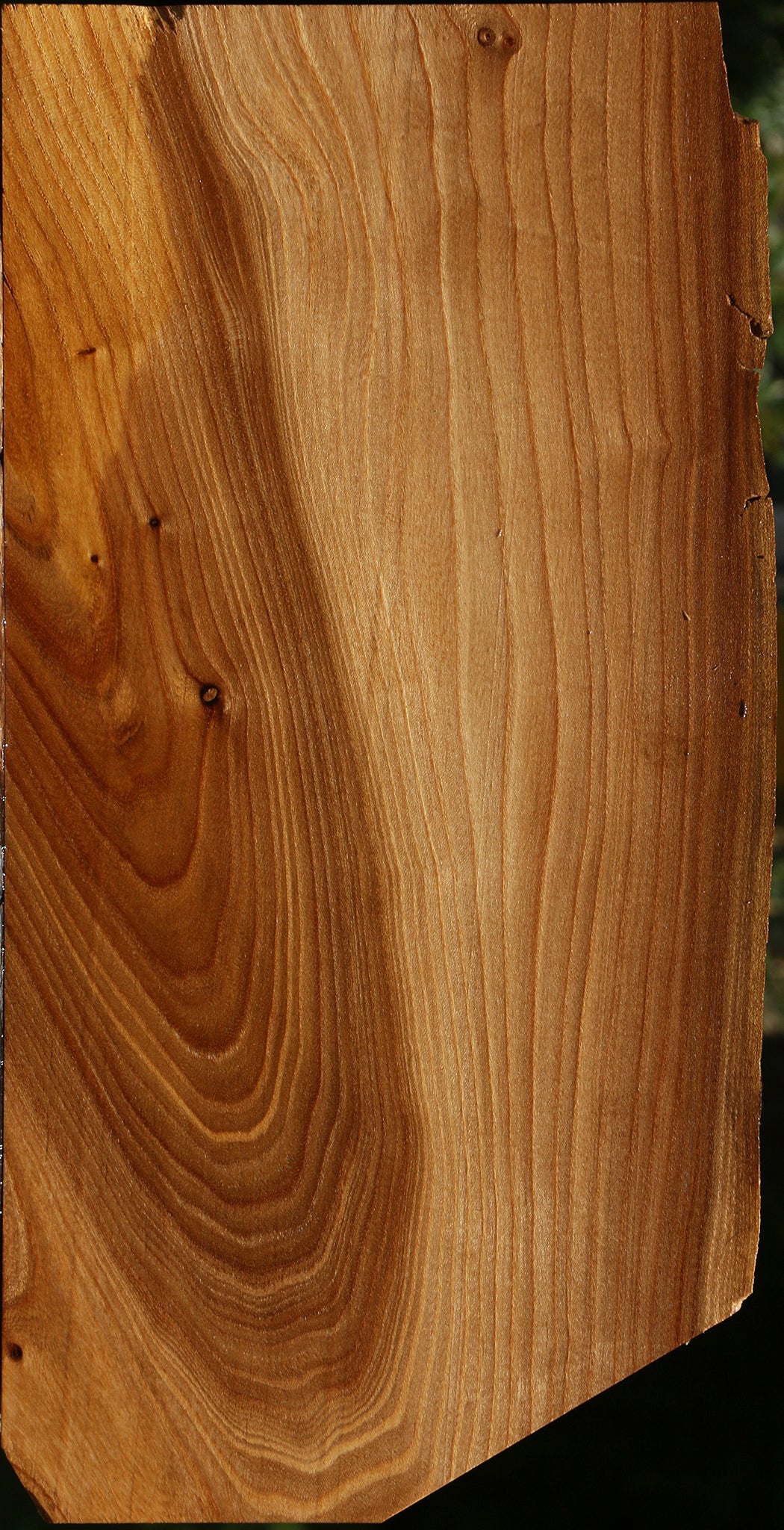 Elm Live Edge Lumber