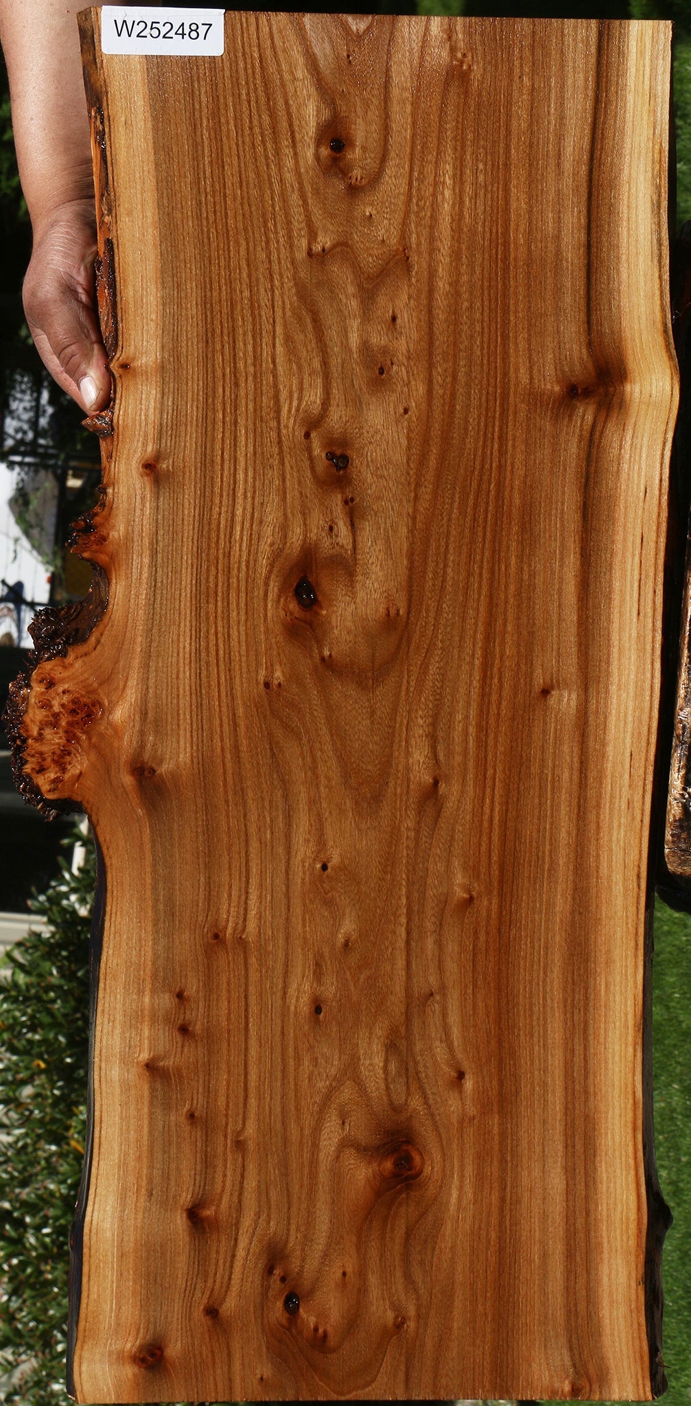 Figured Siberian Elm Live Edge Lumber