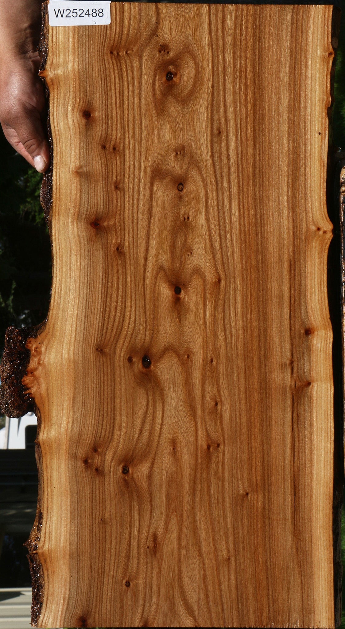 Siberian Elm Live Edge Lumber