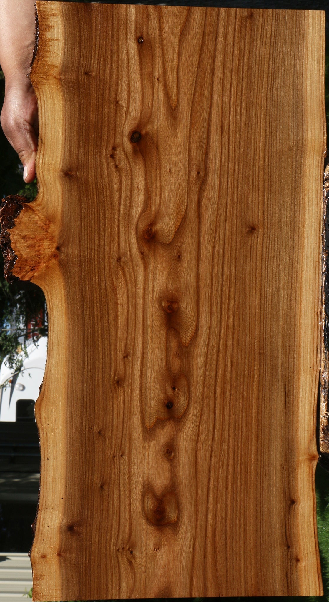 Siberian Elm Live Edge Lumber