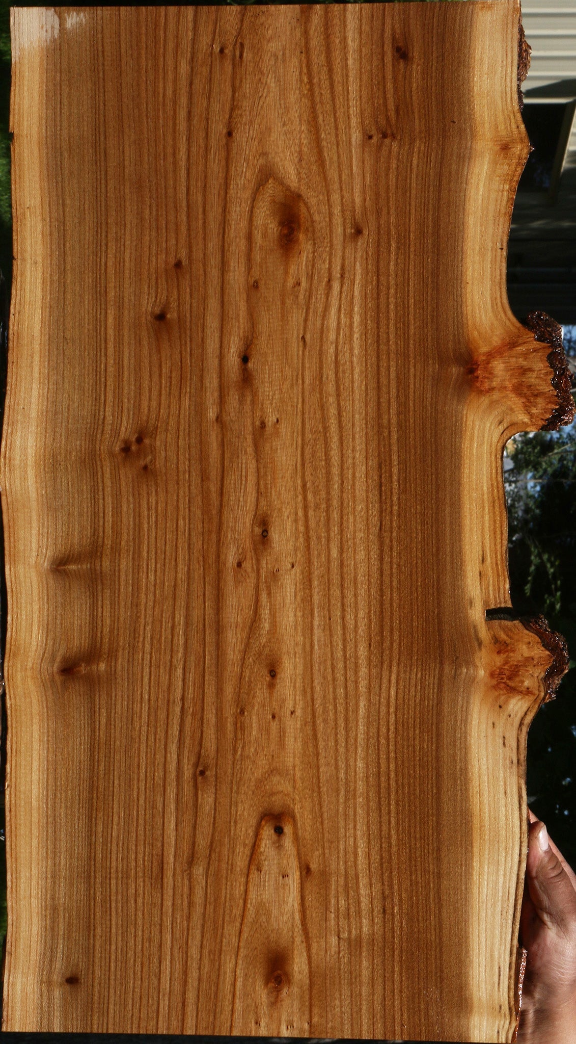 Siberian Elm Live Edge Lumber