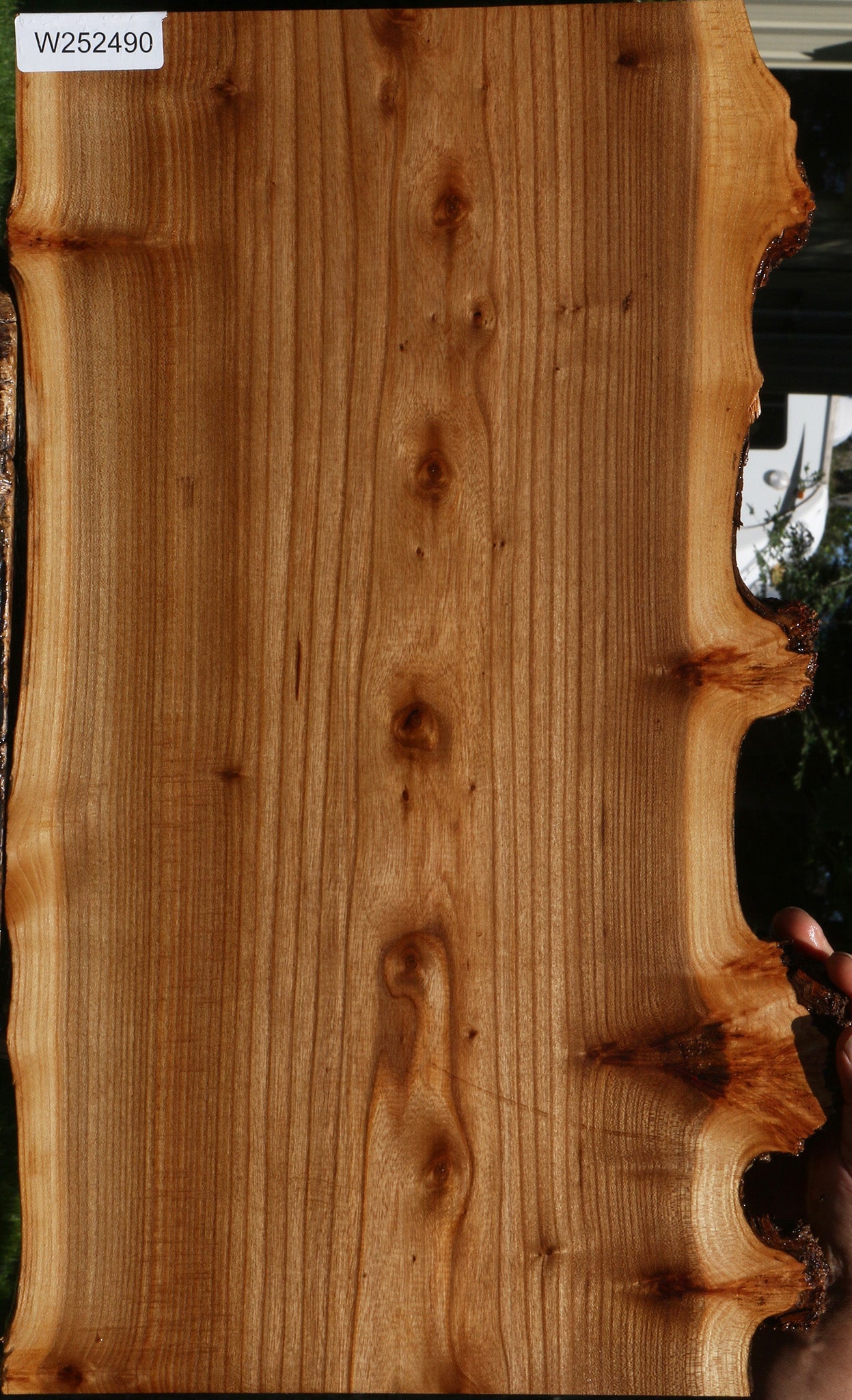 Siberian Elm Live Edge Lumber