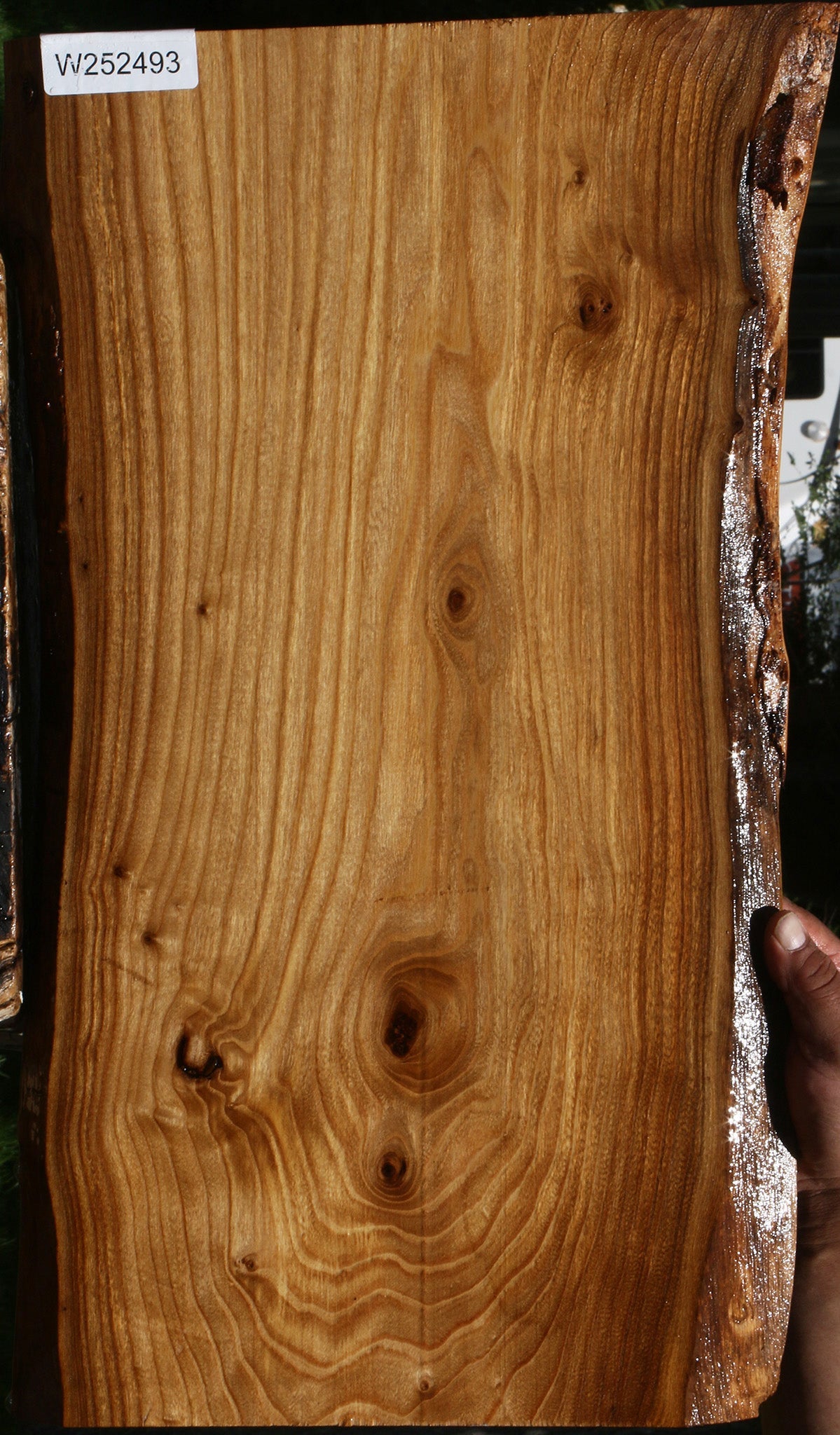 Siberian Elm Live Edge Lumber