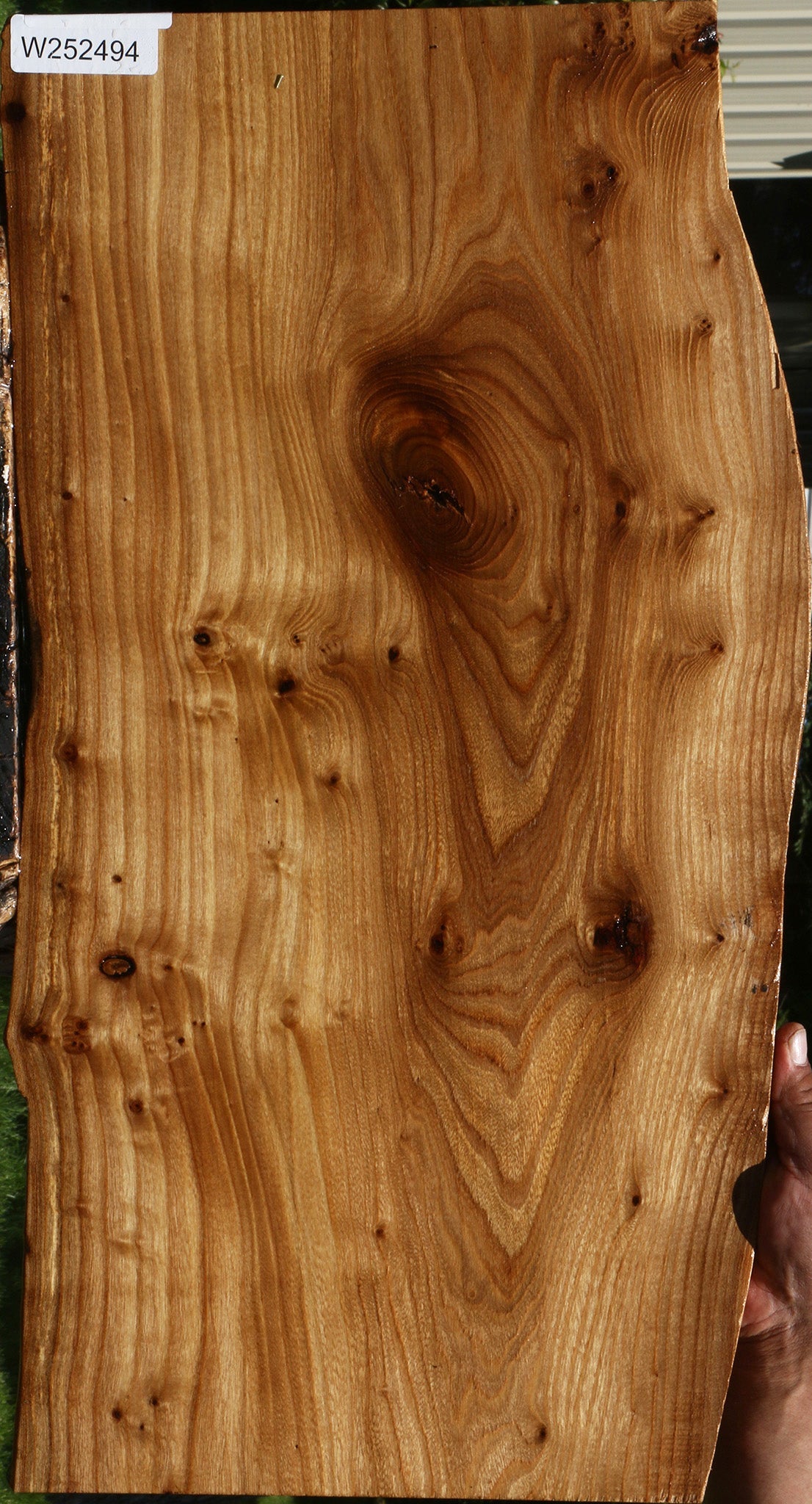Figured Siberian Elm Live Edge Lumber