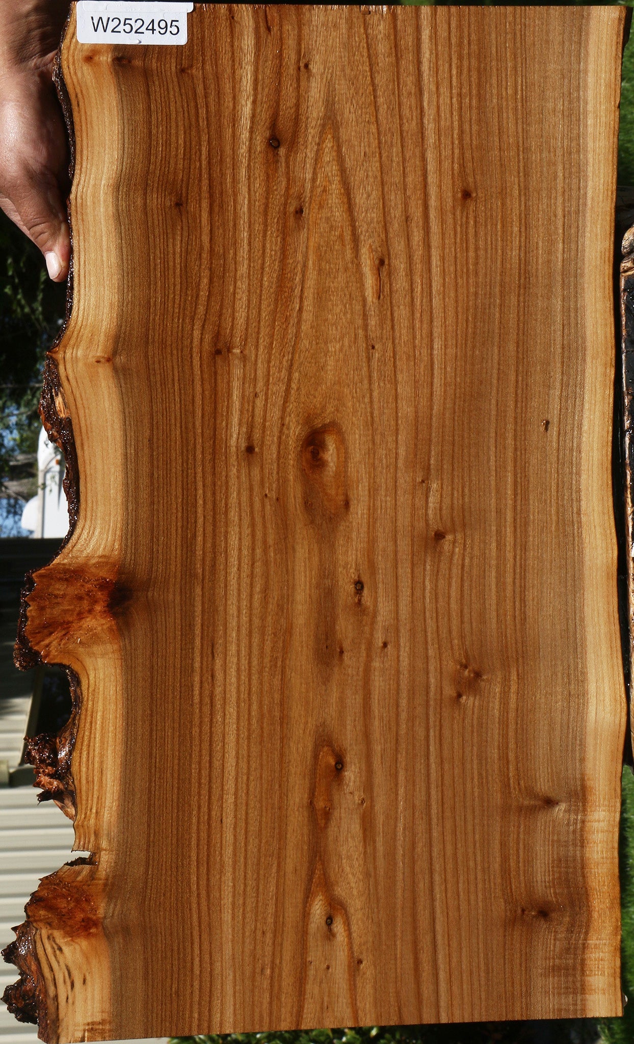 Siberian Elm Live Edge Lumber