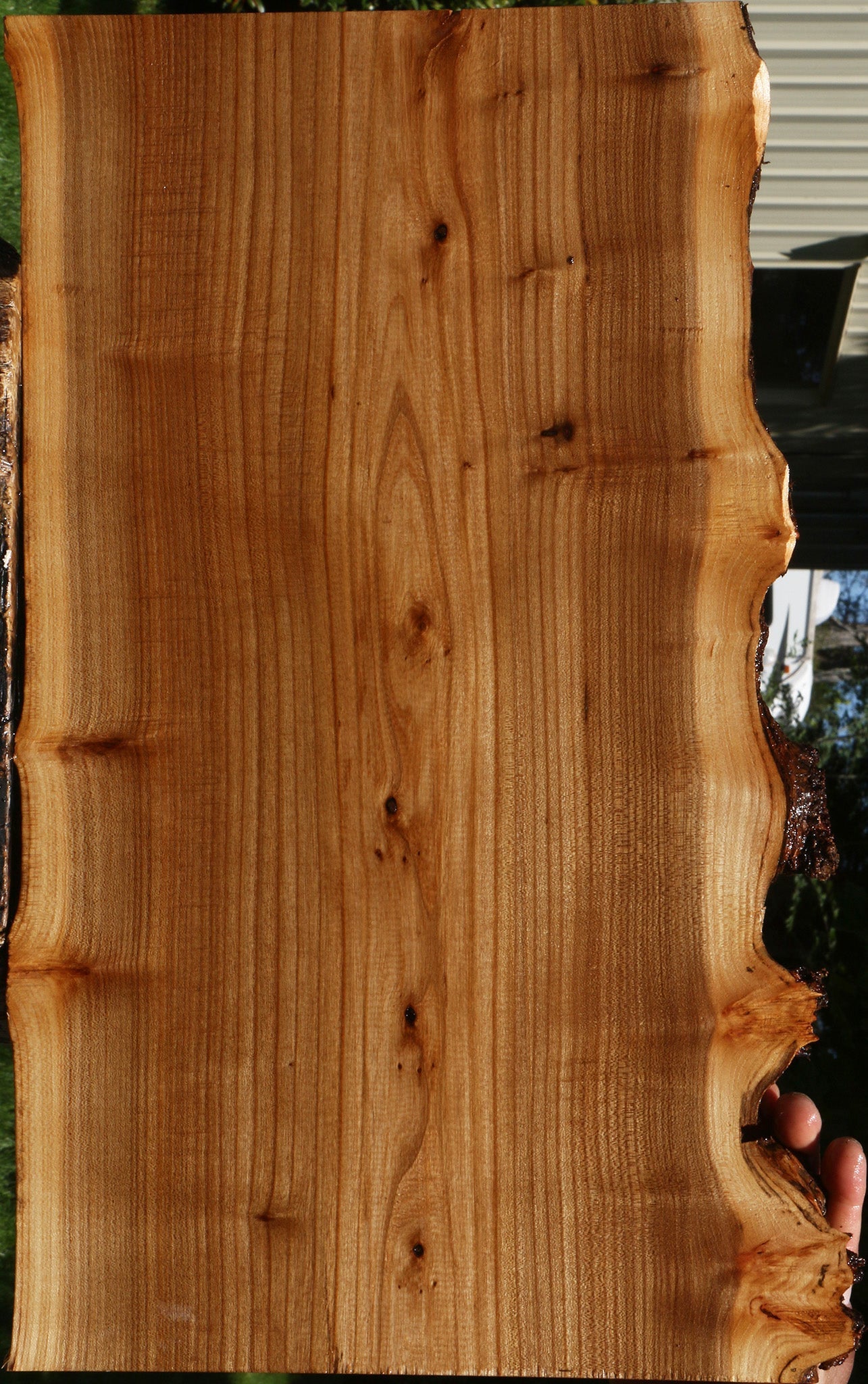 Siberian Elm Live Edge Lumber