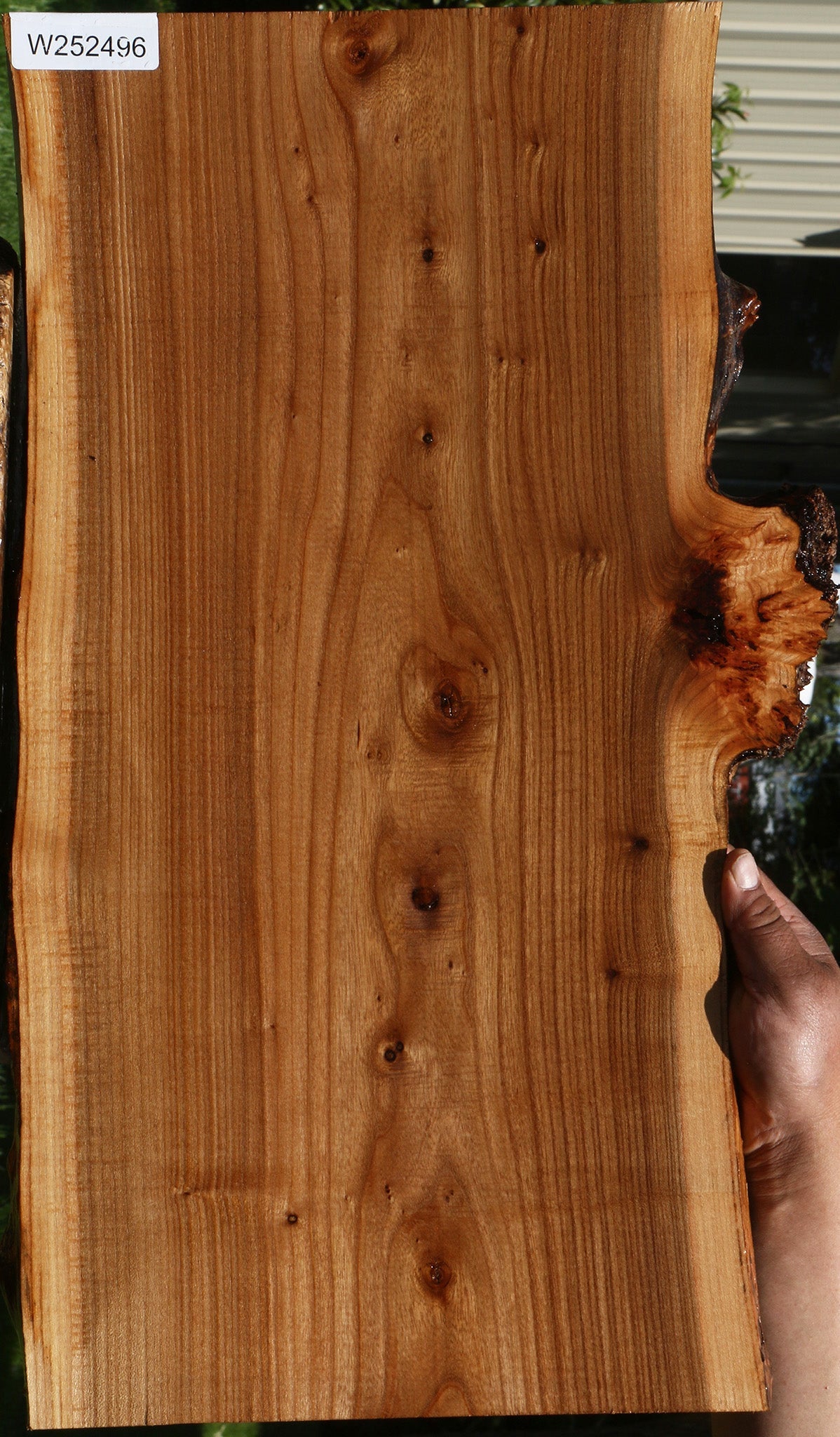 Siberian Elm Live Edge Lumber