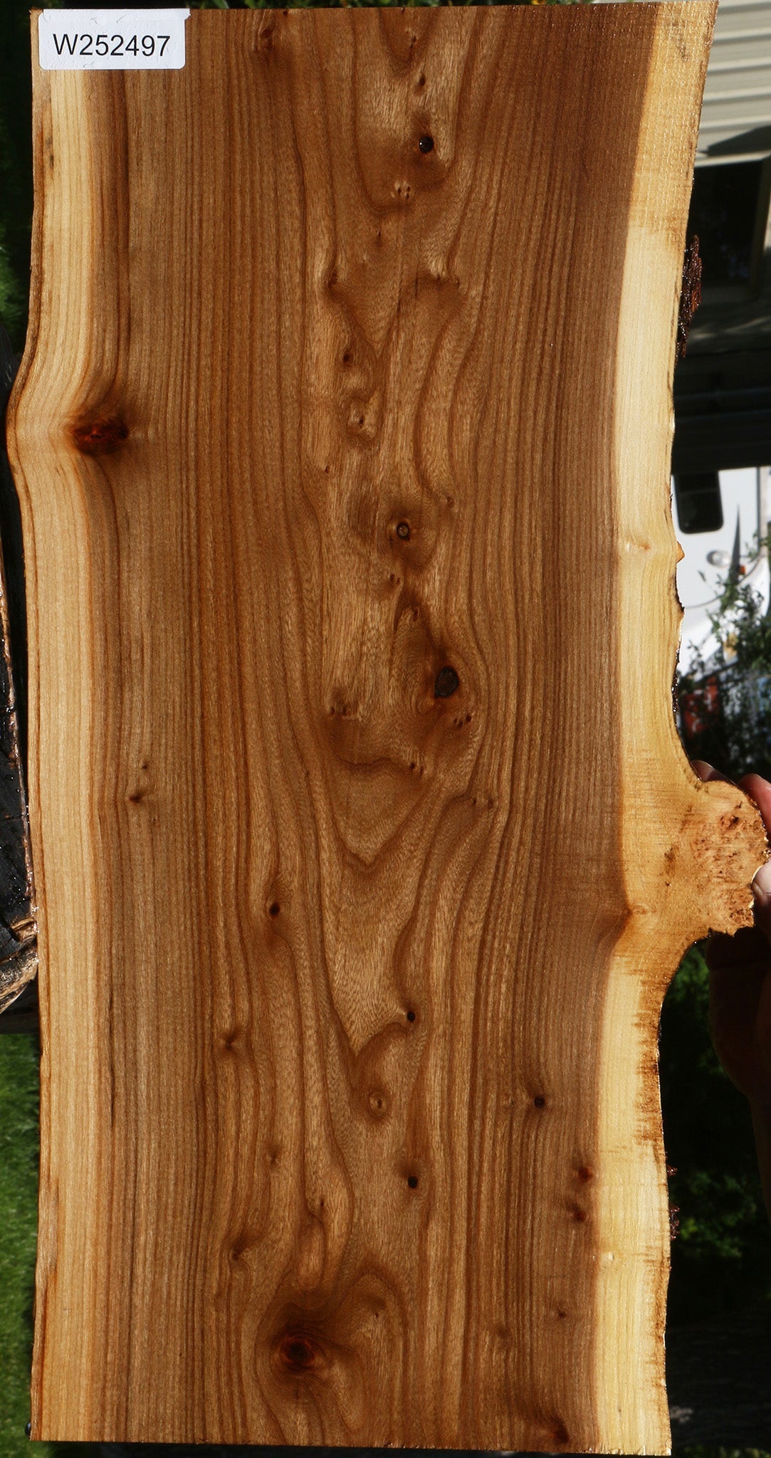 Siberian Elm Live Edge Lumber