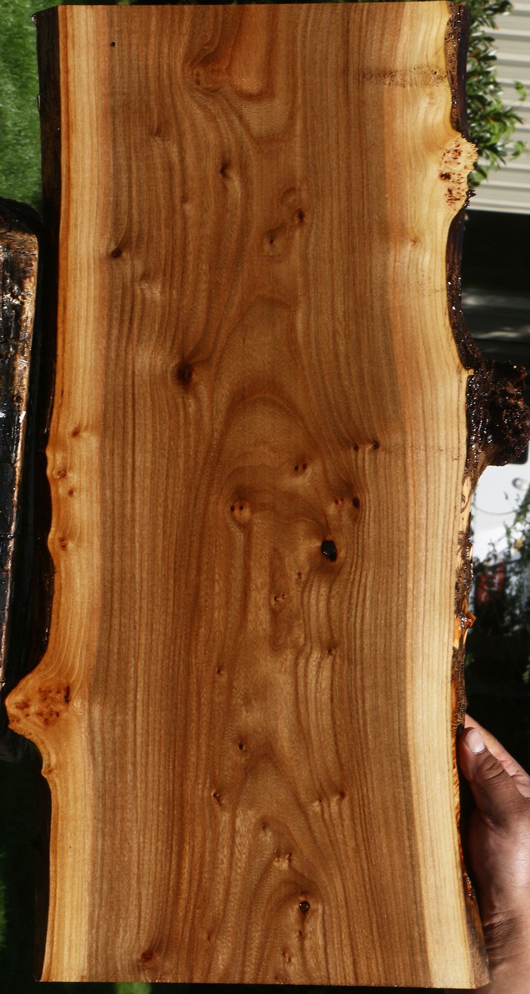 Siberian Elm Live Edge Lumber