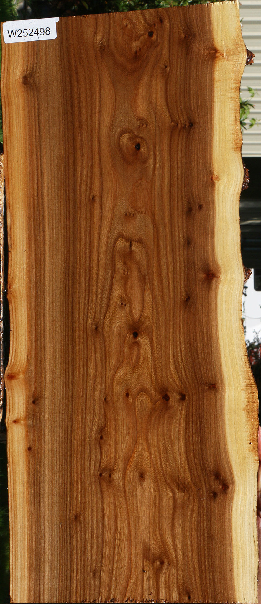 Siberian Elm Live Edge Lumber
