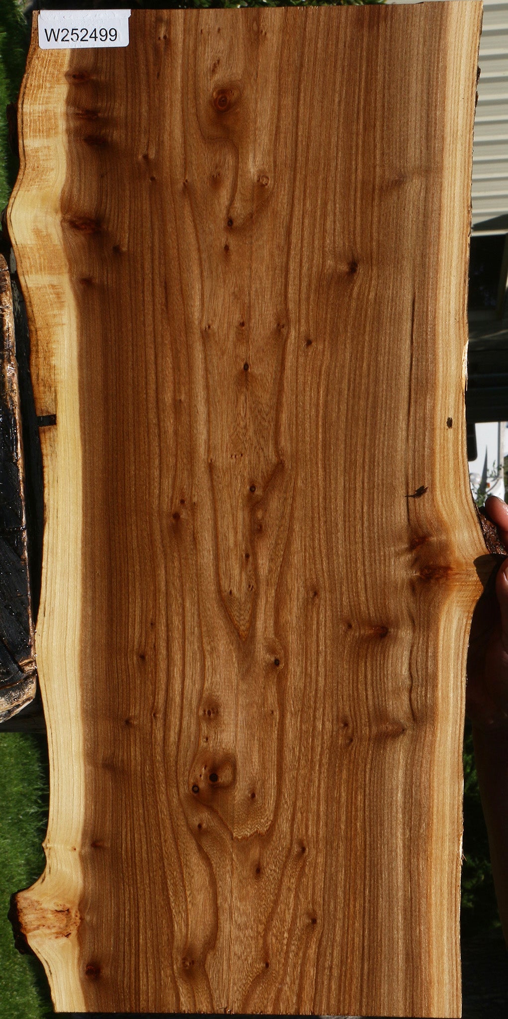 Figured Siberian Elm Live Edge Lumber