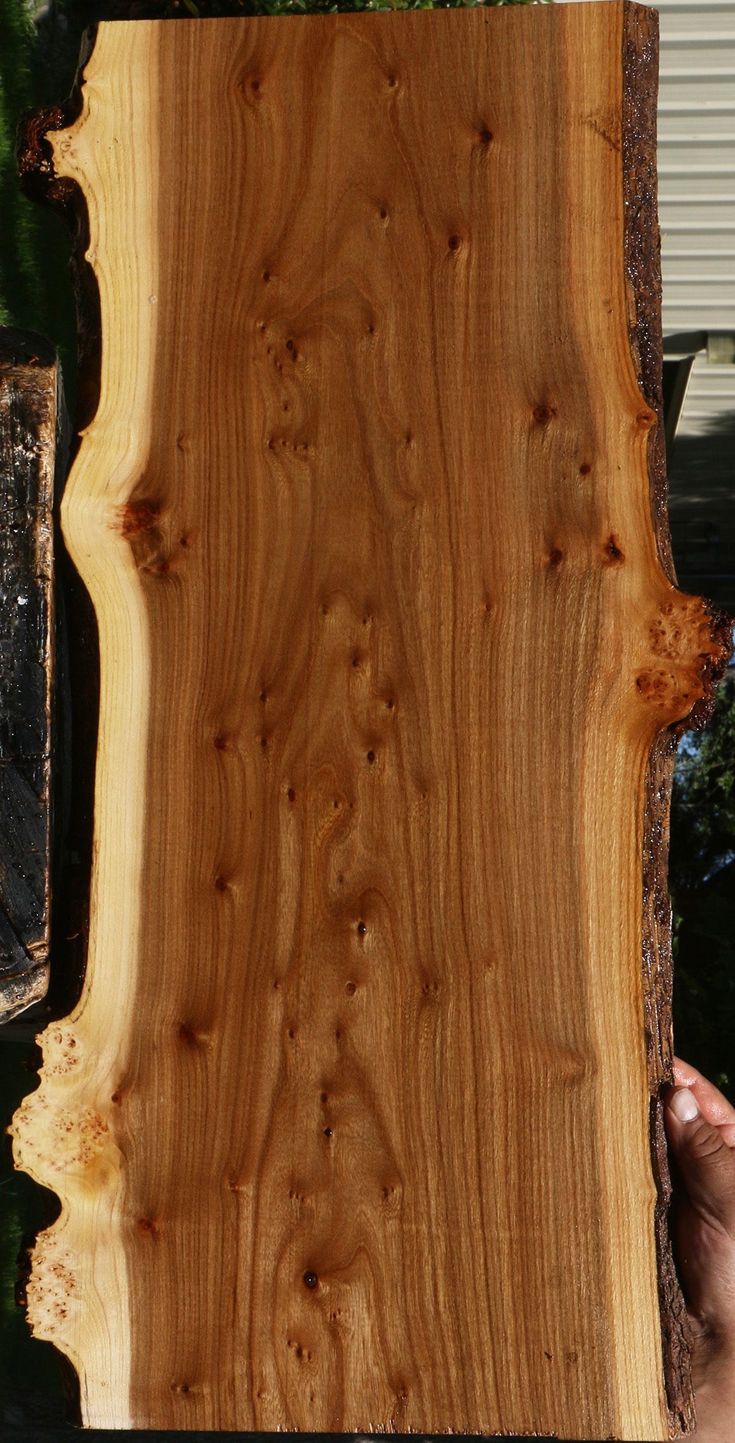 Figured Siberian Elm Live Edge Lumber