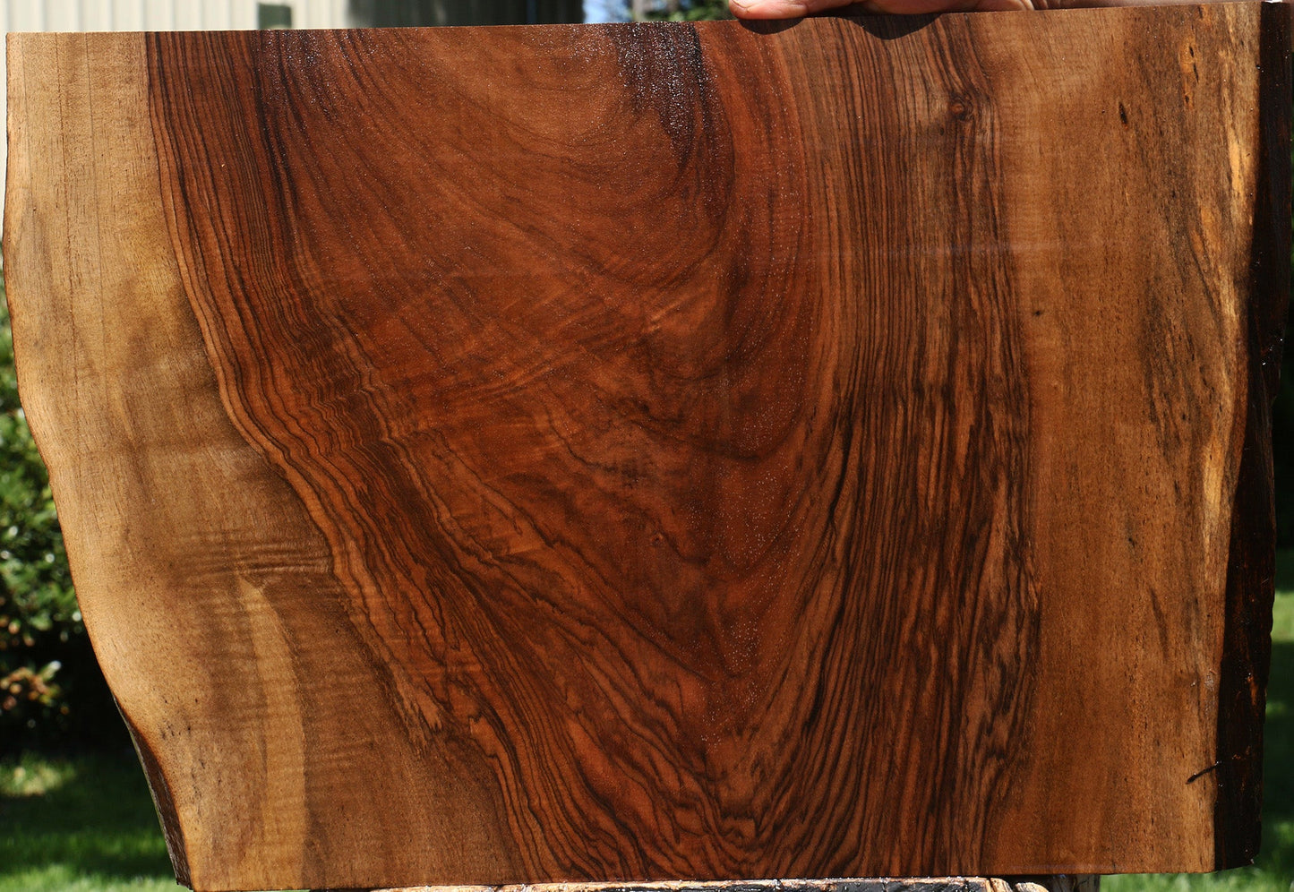 Extra Fancy English Walnut Live Edge Lumber