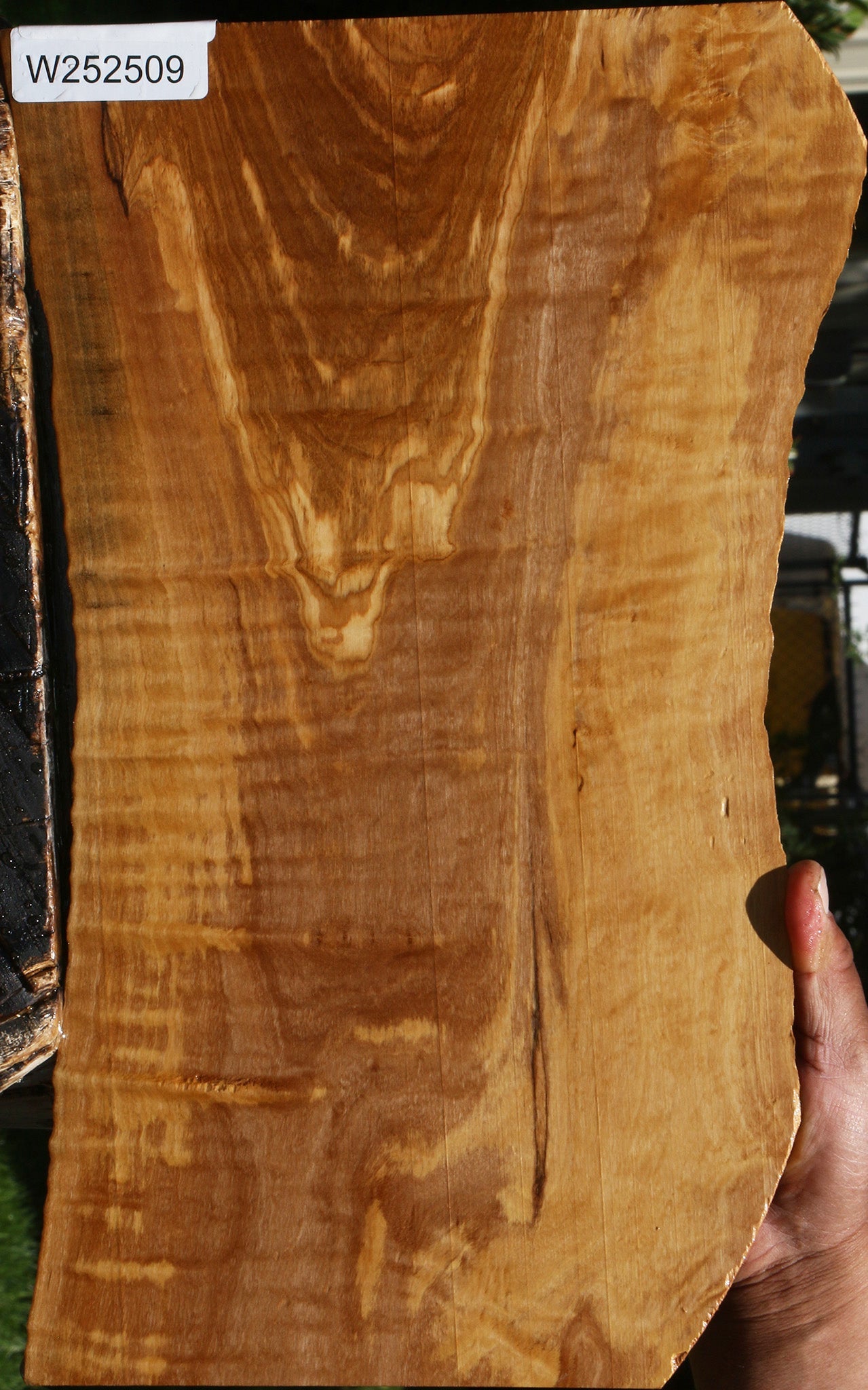 Extra Fancy Olive Live Edge Lumber