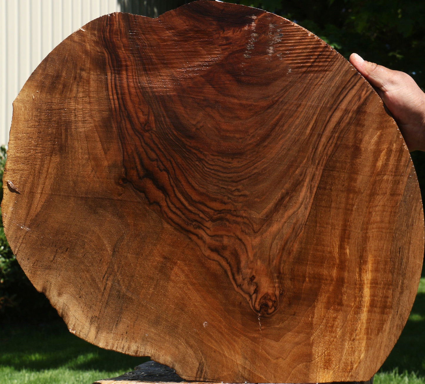 Fiddleback English Walnut Cookie