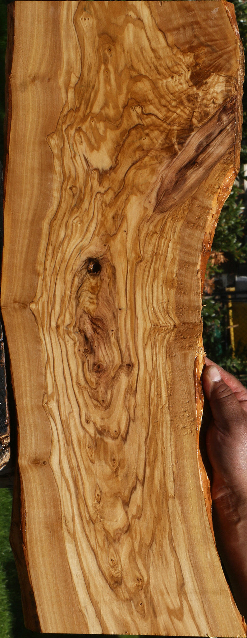 Exhibition Olive Live Edge Lumber