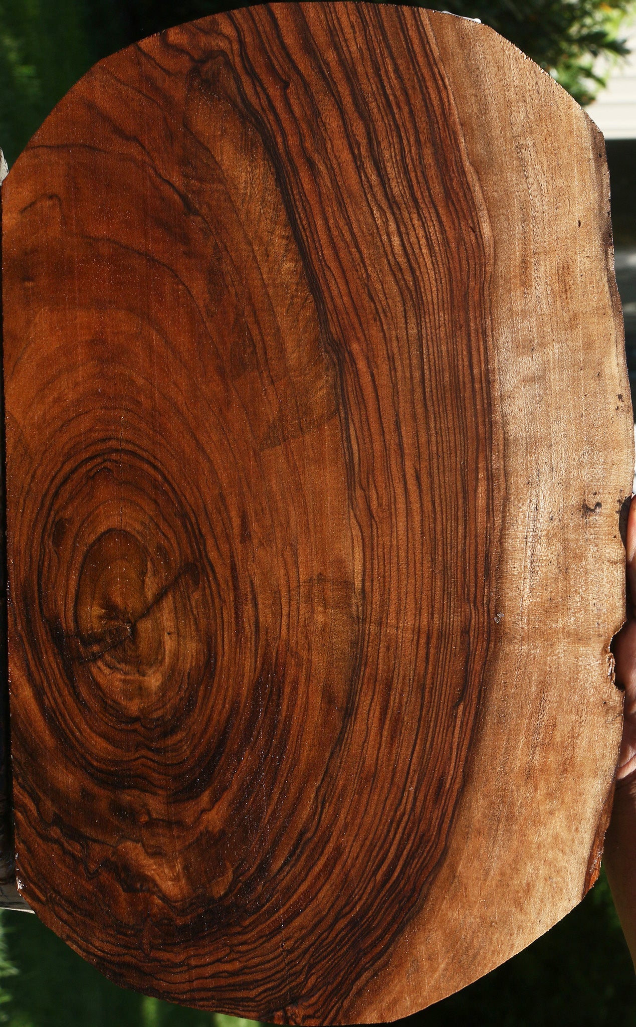 Exhibition English Walnut Live Edge Lumber