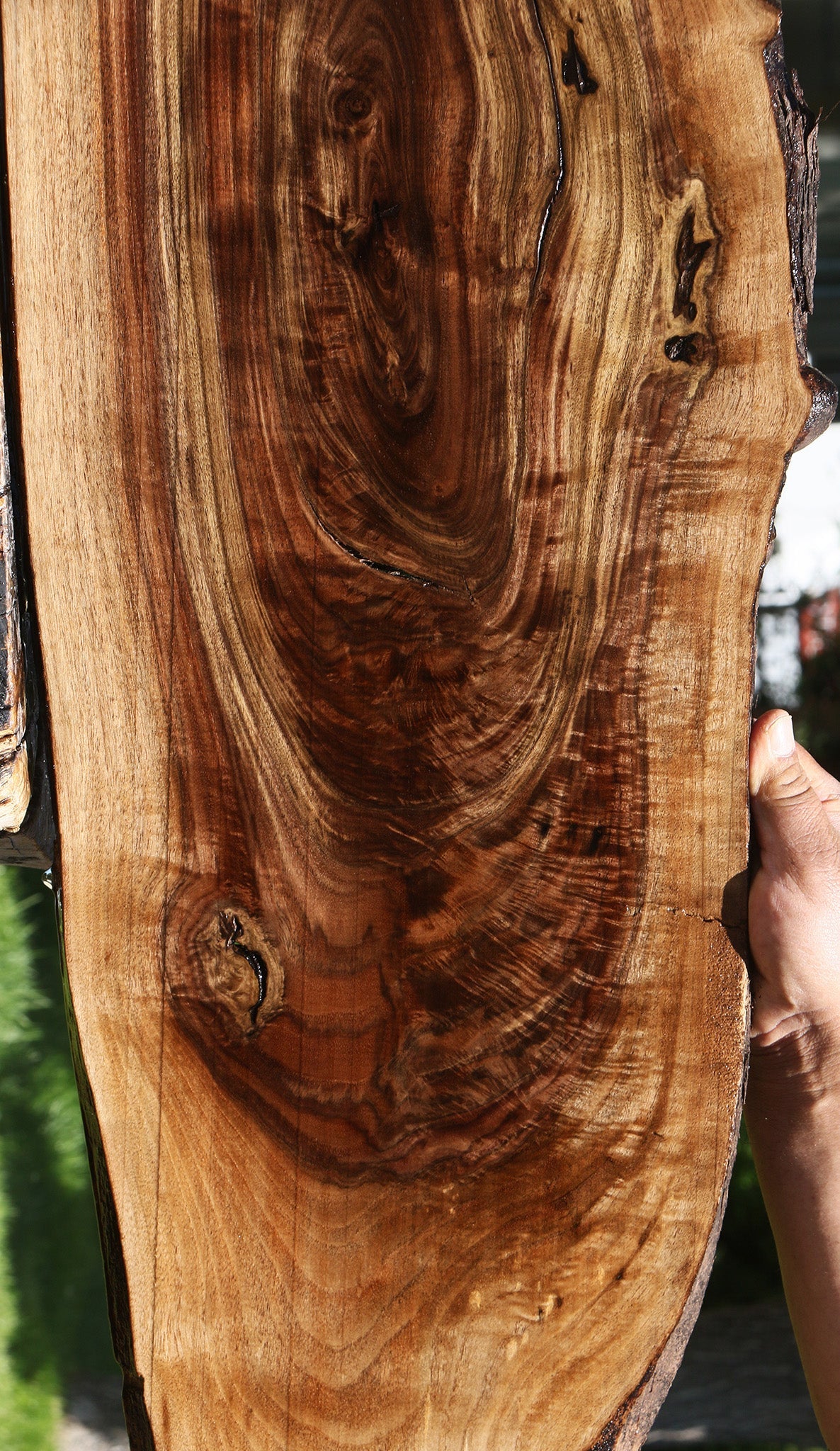 Crotchwood Claro Walnut Cookie