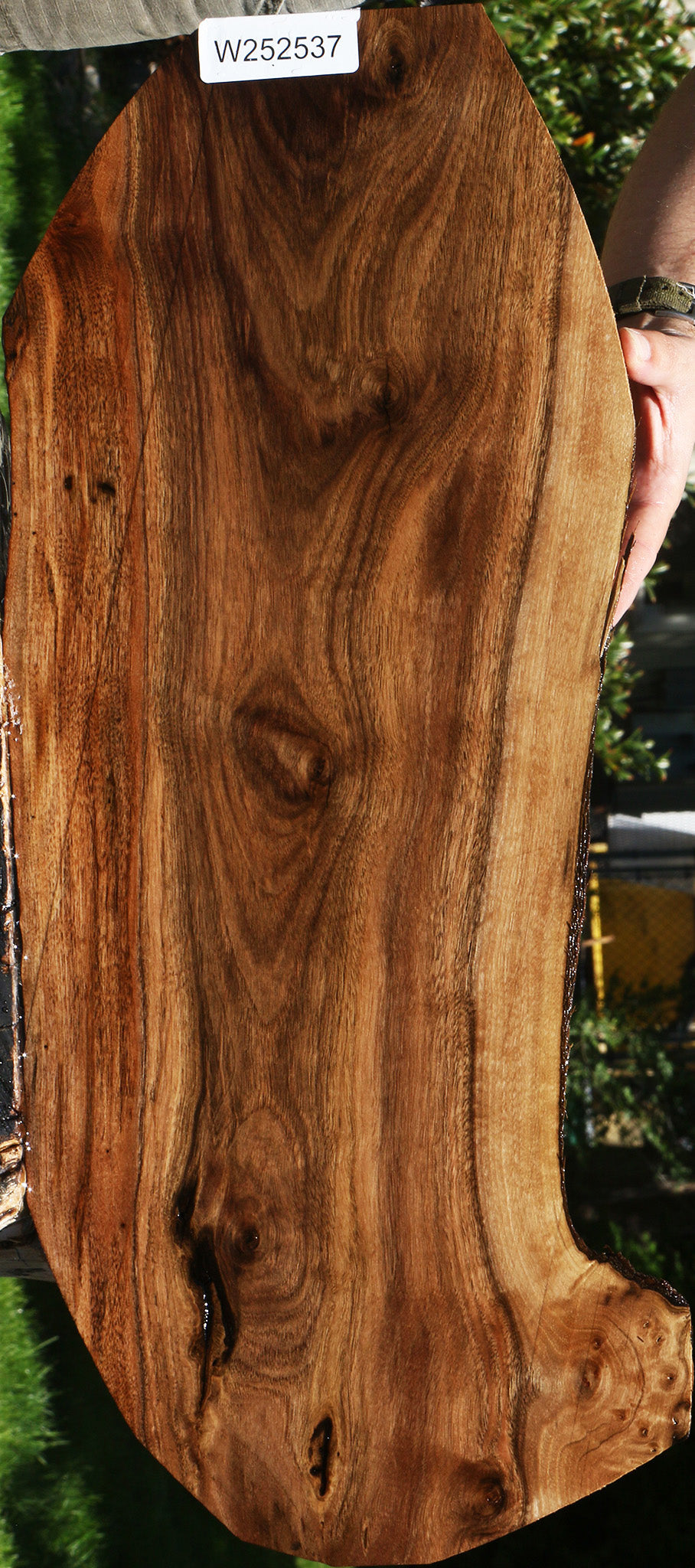 Claro Walnut Live Edge Micro Lumber