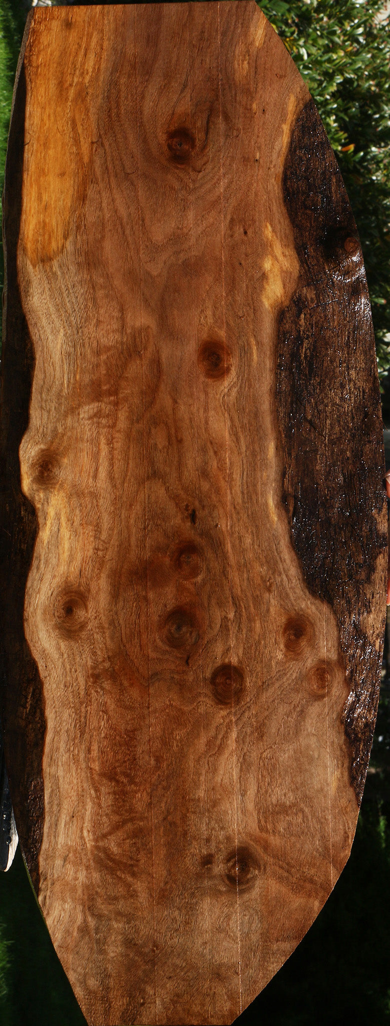 Claro Walnut Live Edge Lumber
