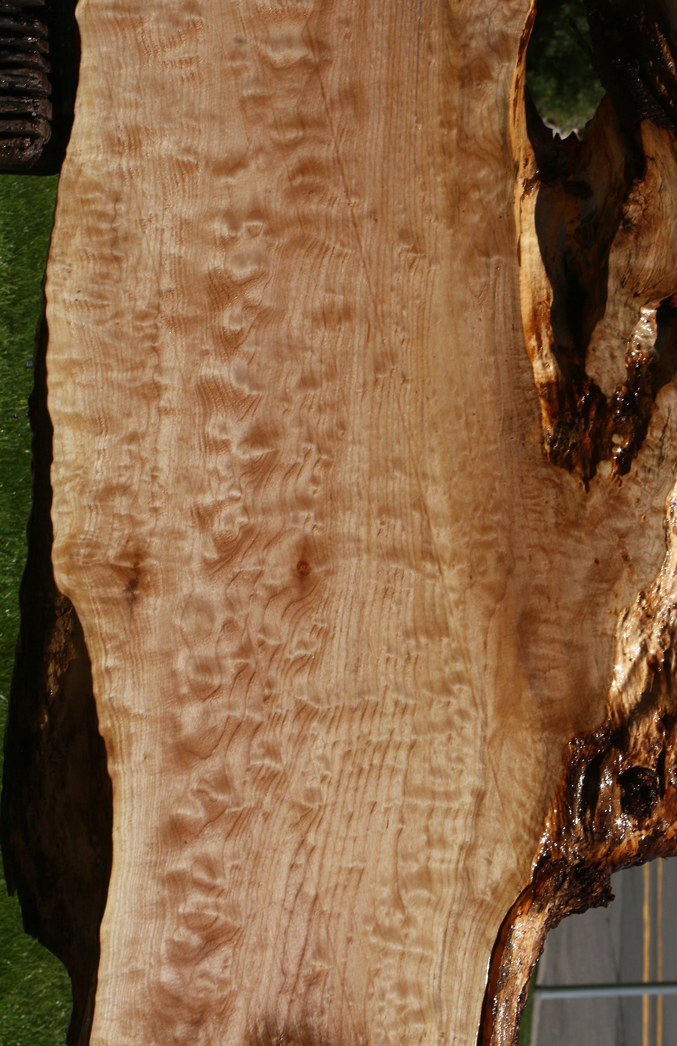 Extra Fancy Quilted Maple Live Edge Slab
