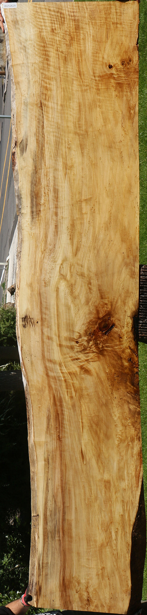 Extra Fancy Black Cottonwood Live Edge Slab