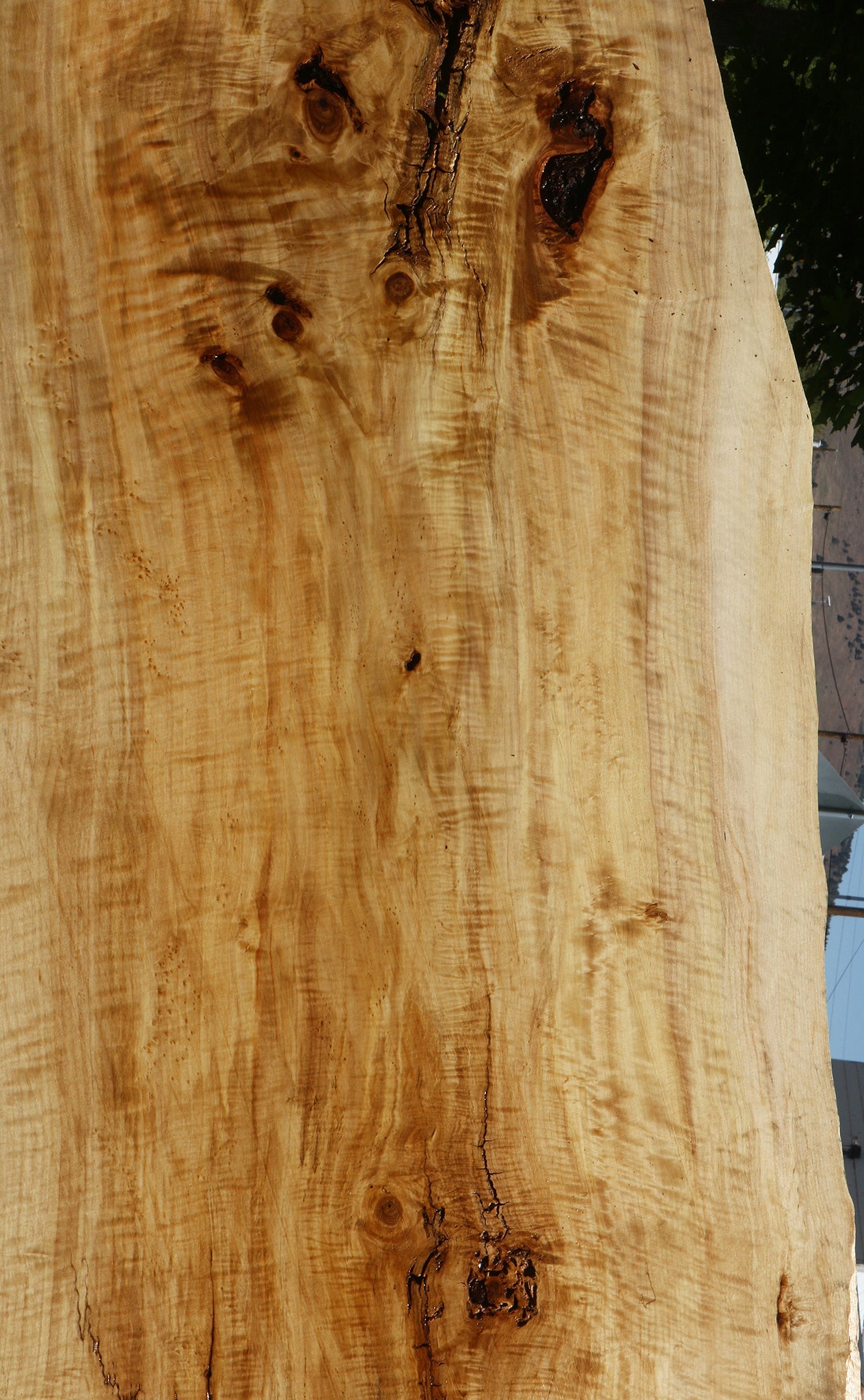 Extra Fancy Black Cottonwood Live Edge Slab