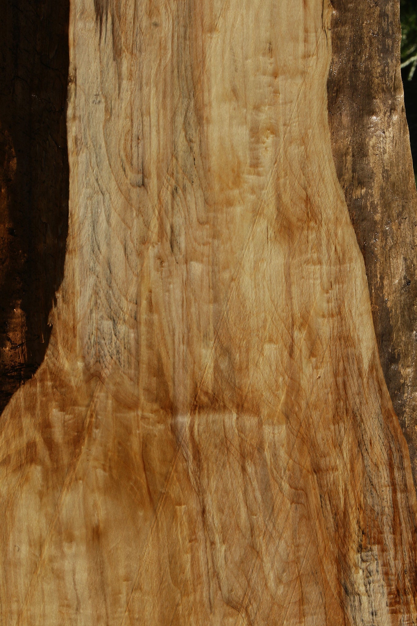 Black Cottonwood Live Edge Slab