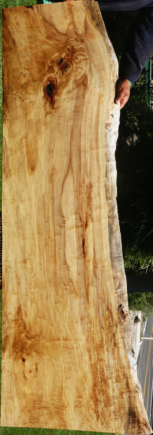 Extra Fancy Black Cottonwood Live Edge Slab
