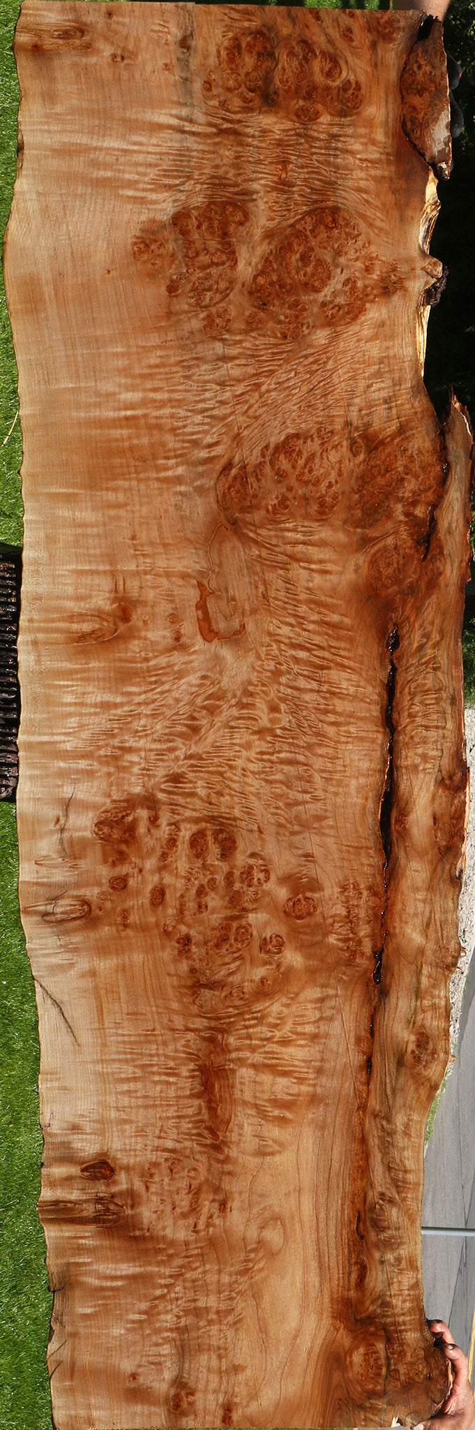 Maple Burl Live Edge Slab