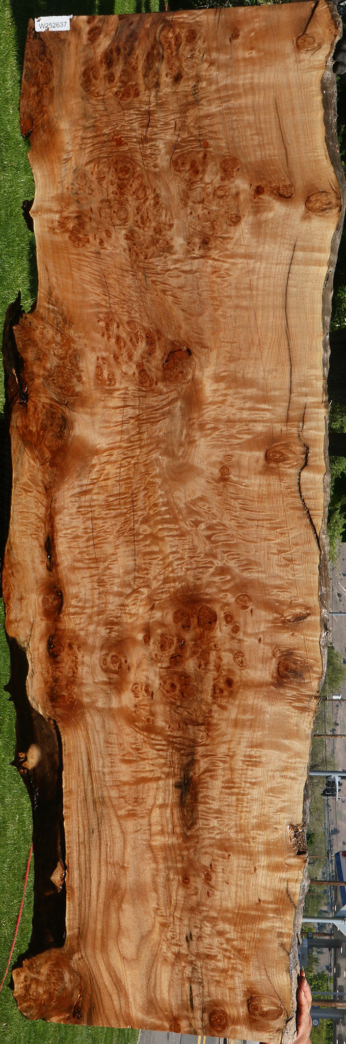 Maple Burl Live Edge Slab