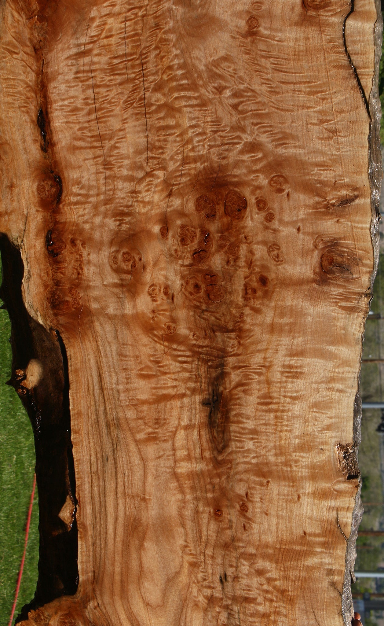 Maple Burl Live Edge Slab