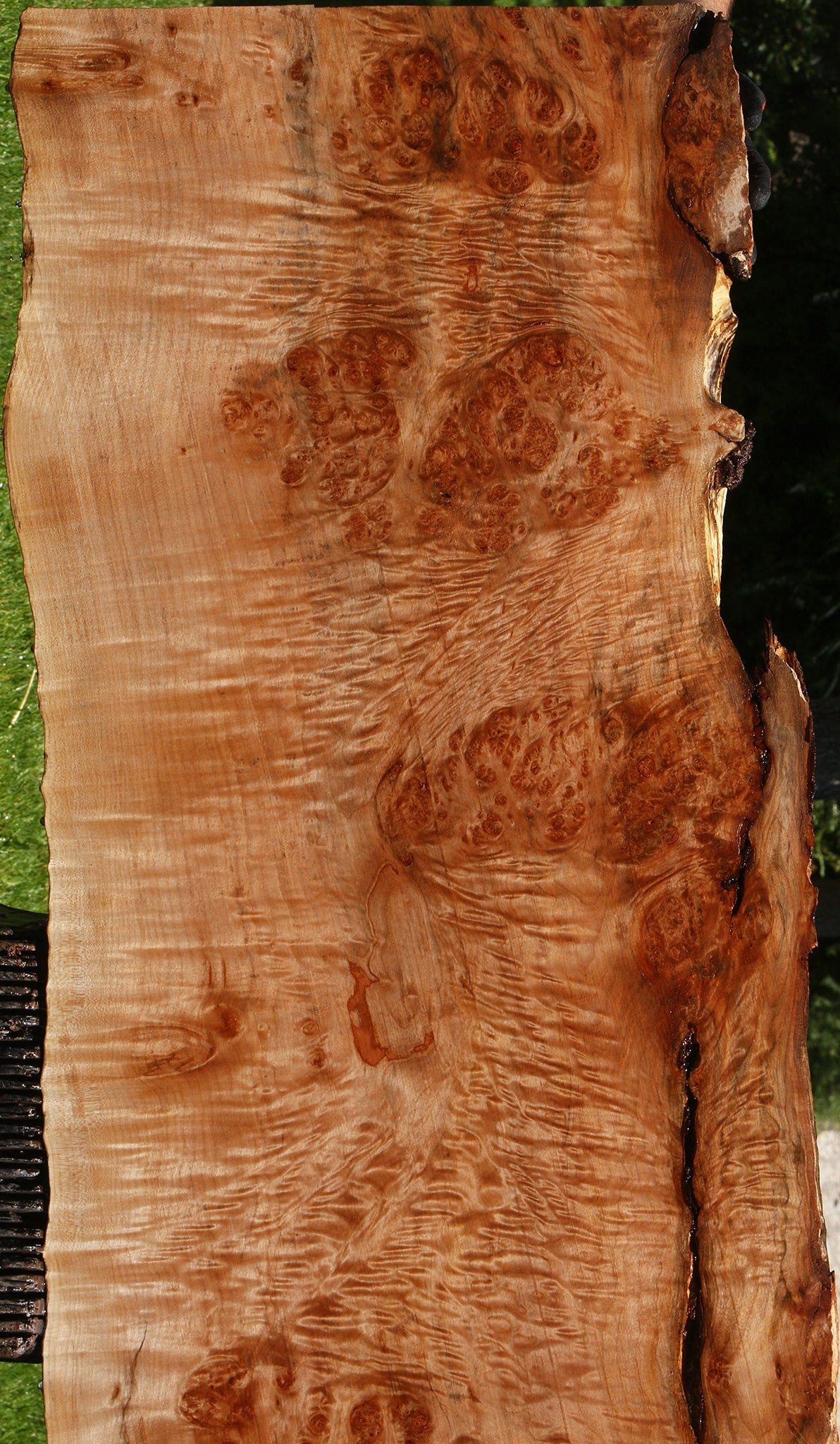 Maple Burl Live Edge Slab