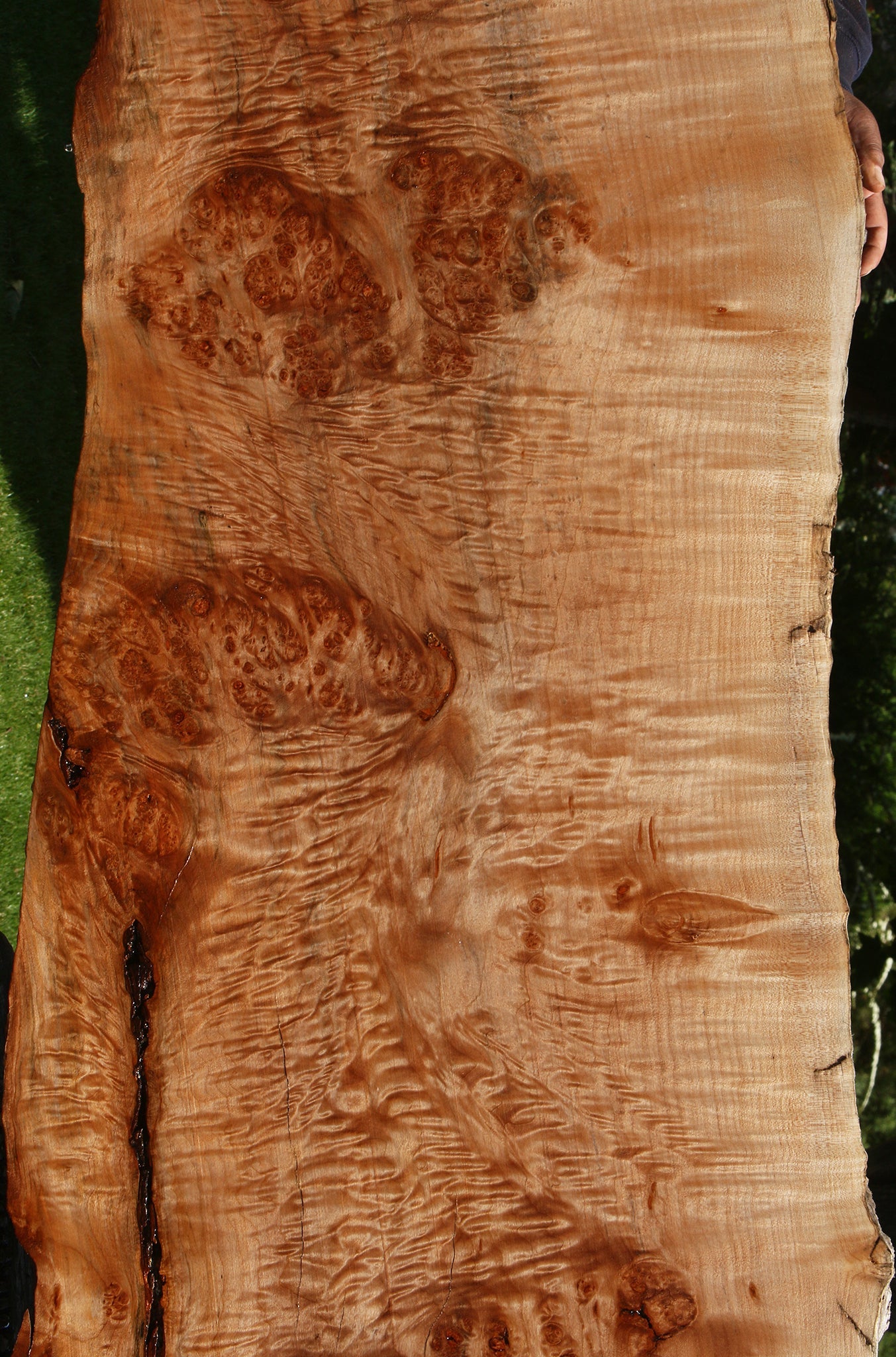 Maple Burl Live Edge Slab (Free Shipping Excluded)