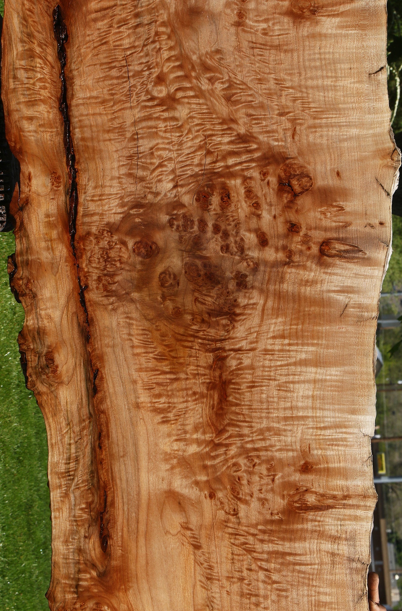 Maple Burl Live Edge Slab (Free Shipping Excluded)