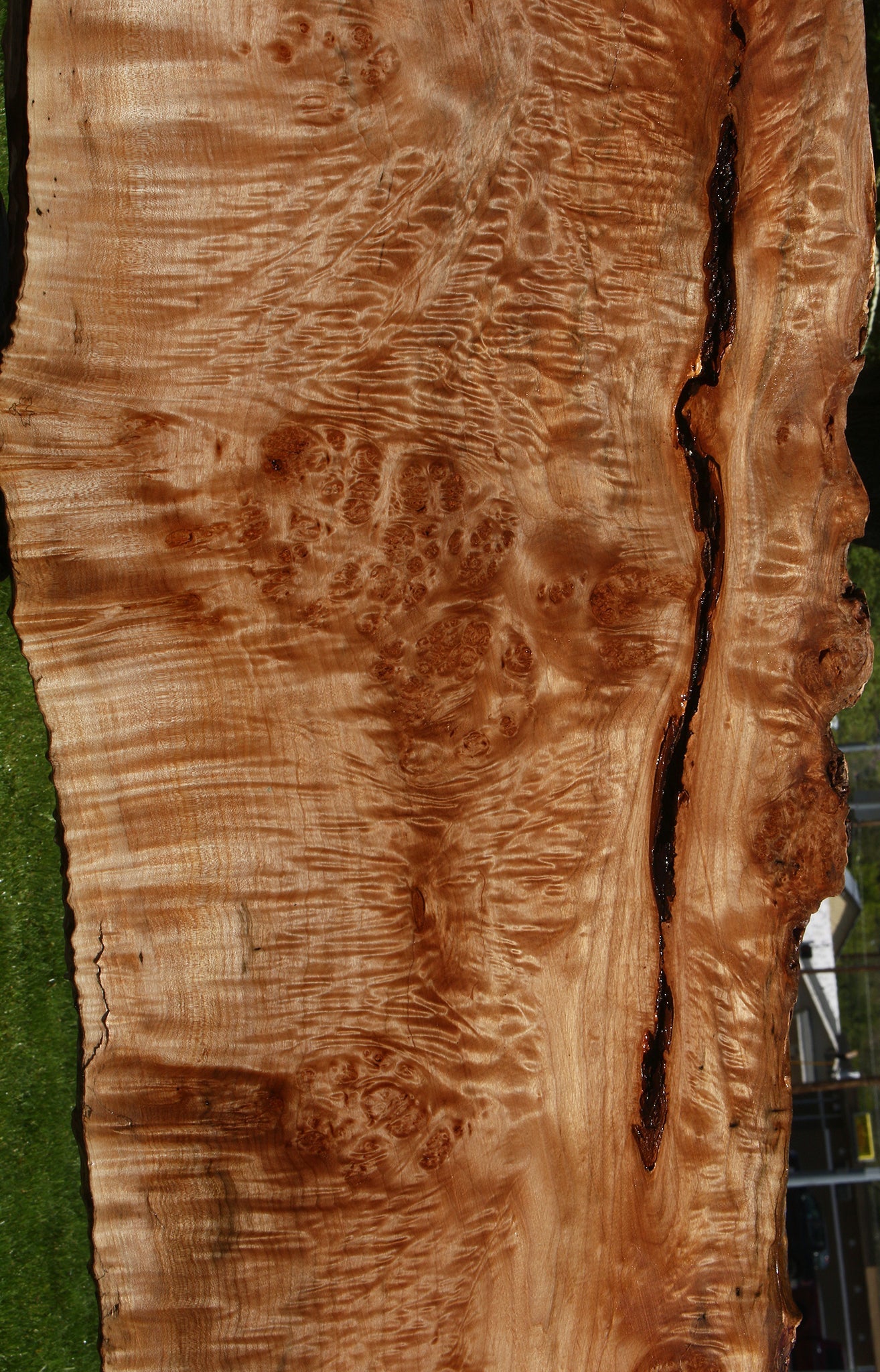 Maple Burl Live Edge Slab (Free Shipping Excluded)
