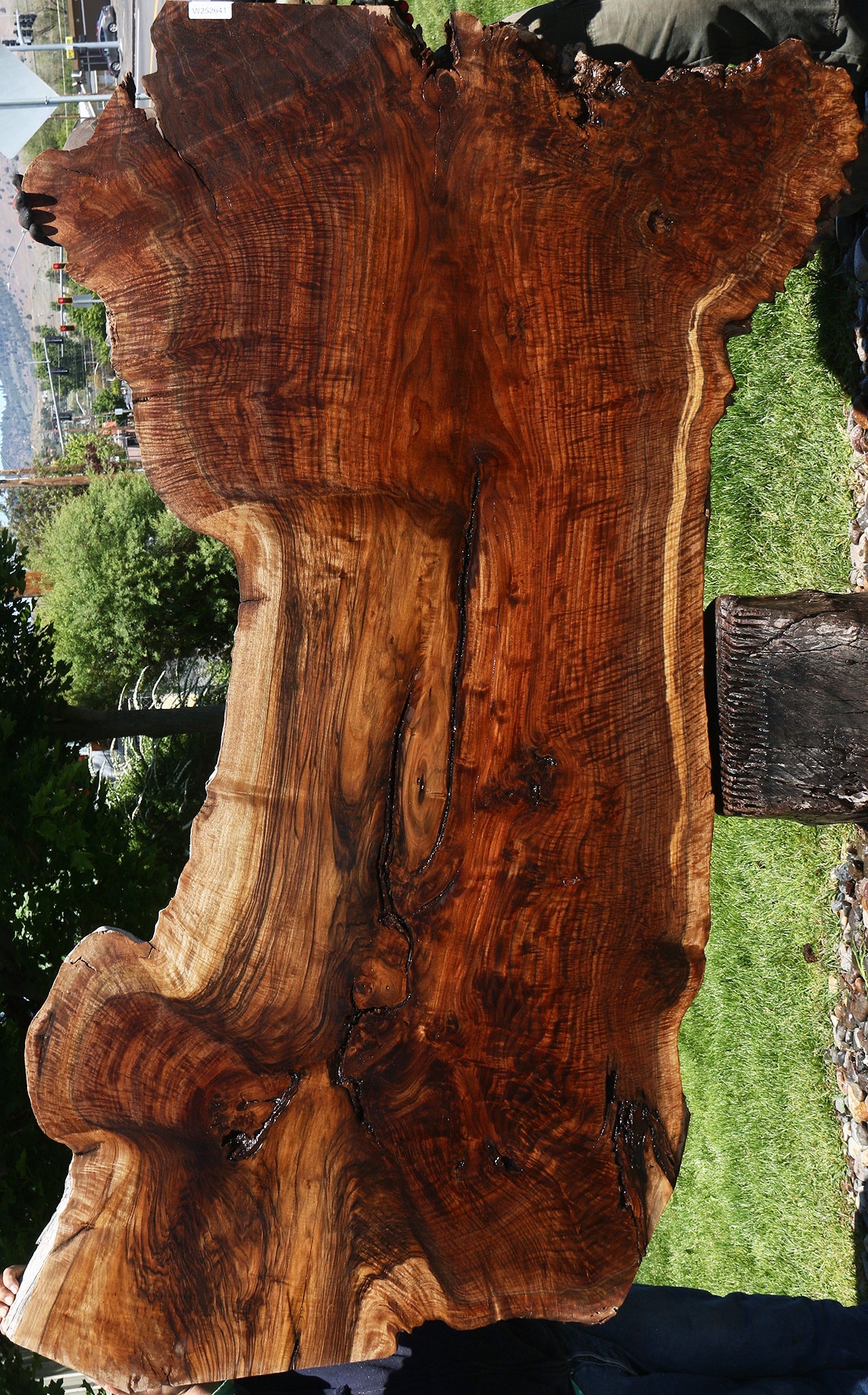 Exhibition Figured Rustic Claro/English Walnut Grafted Live Edge Slab