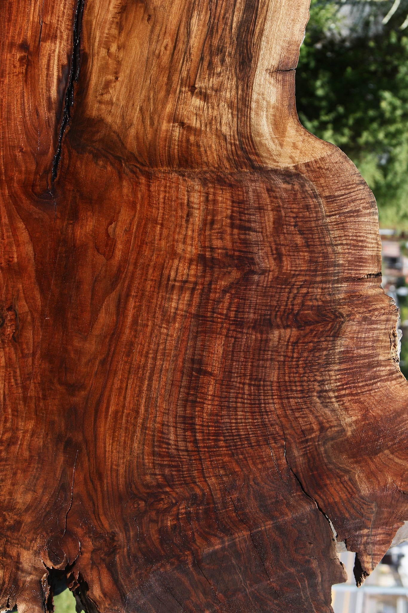 Exhibition Figured Rustic Claro/English Walnut Grafted Live Edge Slab
