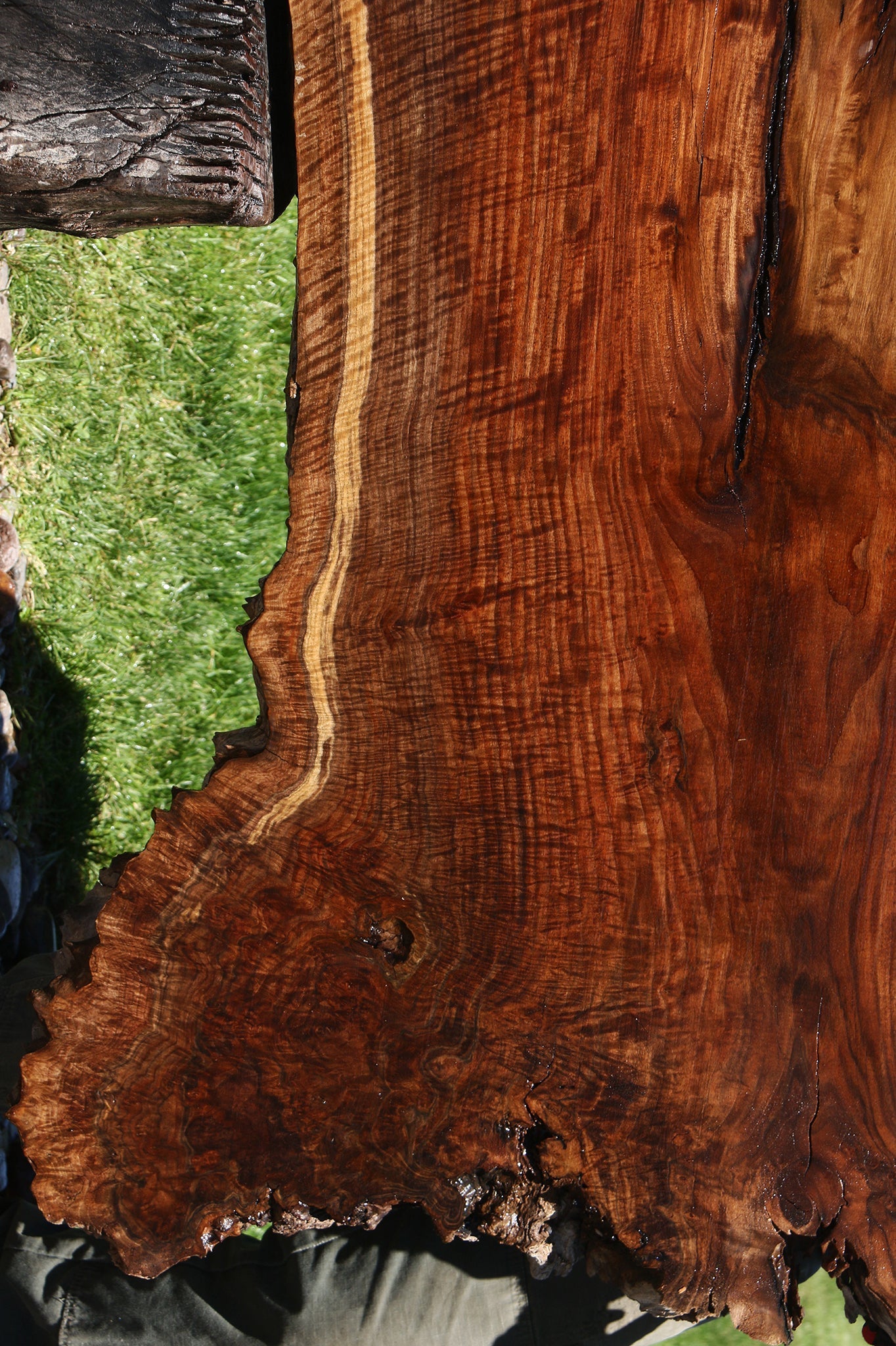 Exhibition Figured Rustic Claro/English Walnut Grafted Live Edge Slab